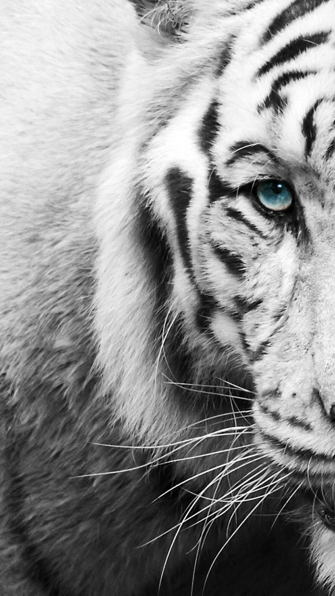White Tiger. Black and white wallpaper iphone, Tiger wallpaper, White background image