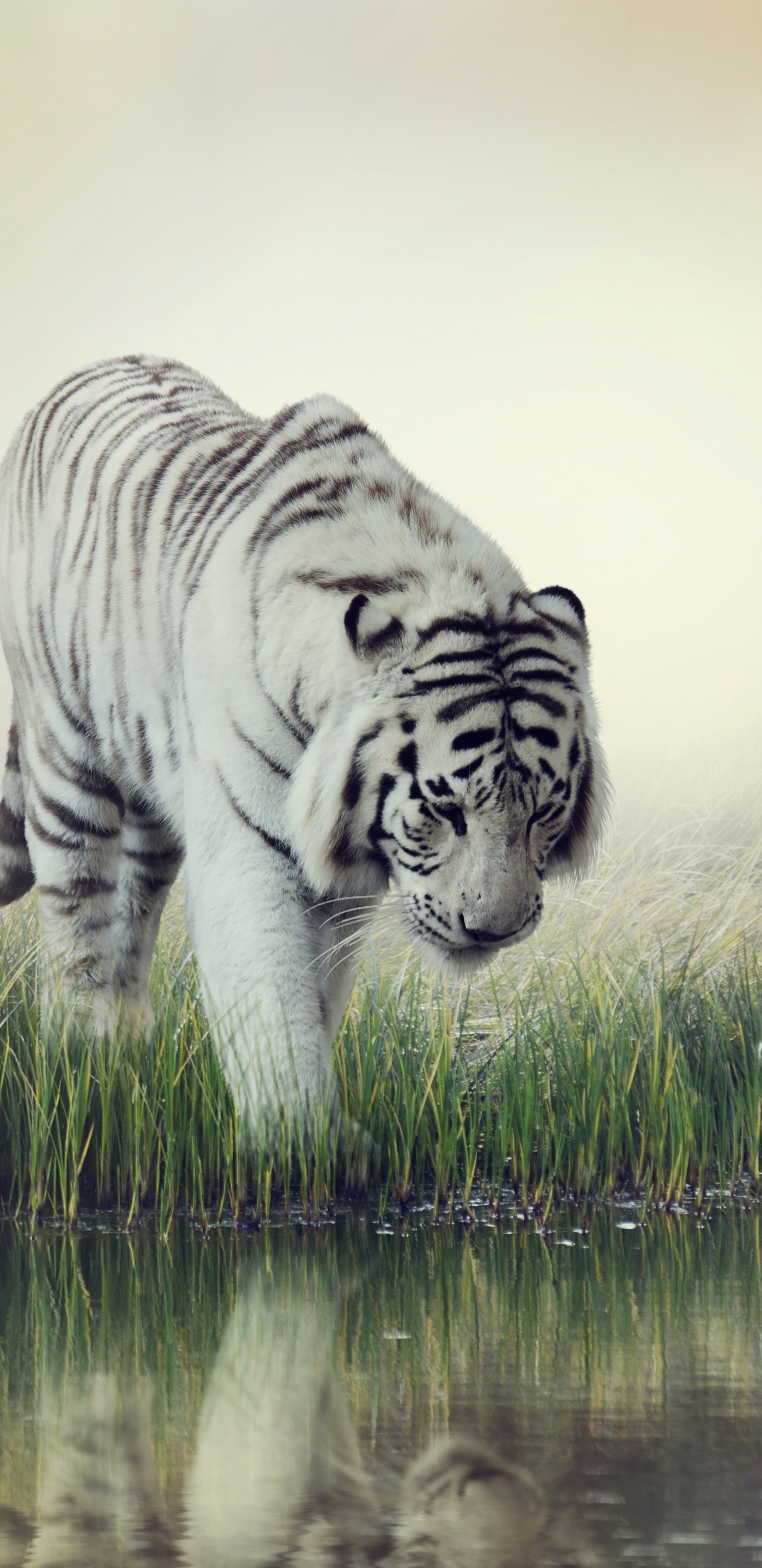 White Tiger wallpaper for desktop, download free White Tiger picture and background for PC