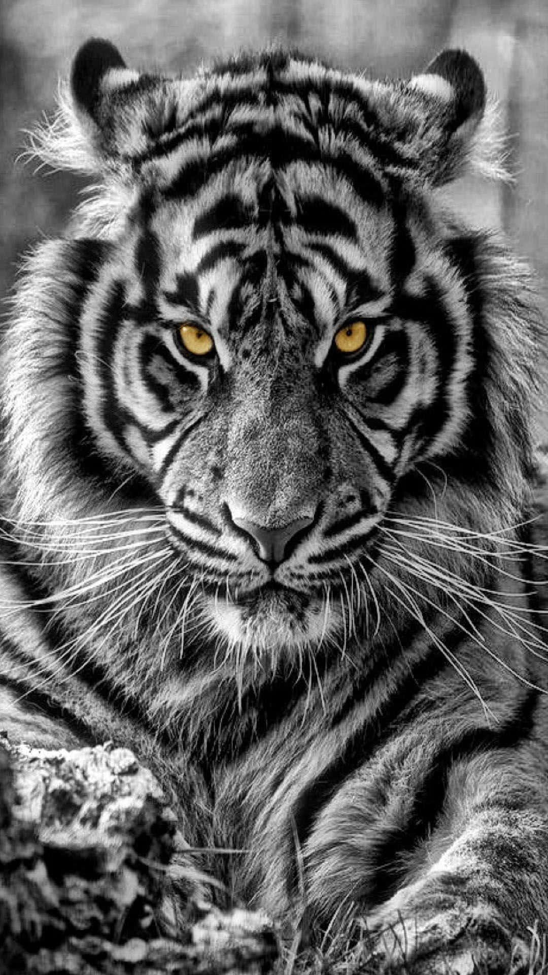 Nature with Tiger Phone Wallpaper