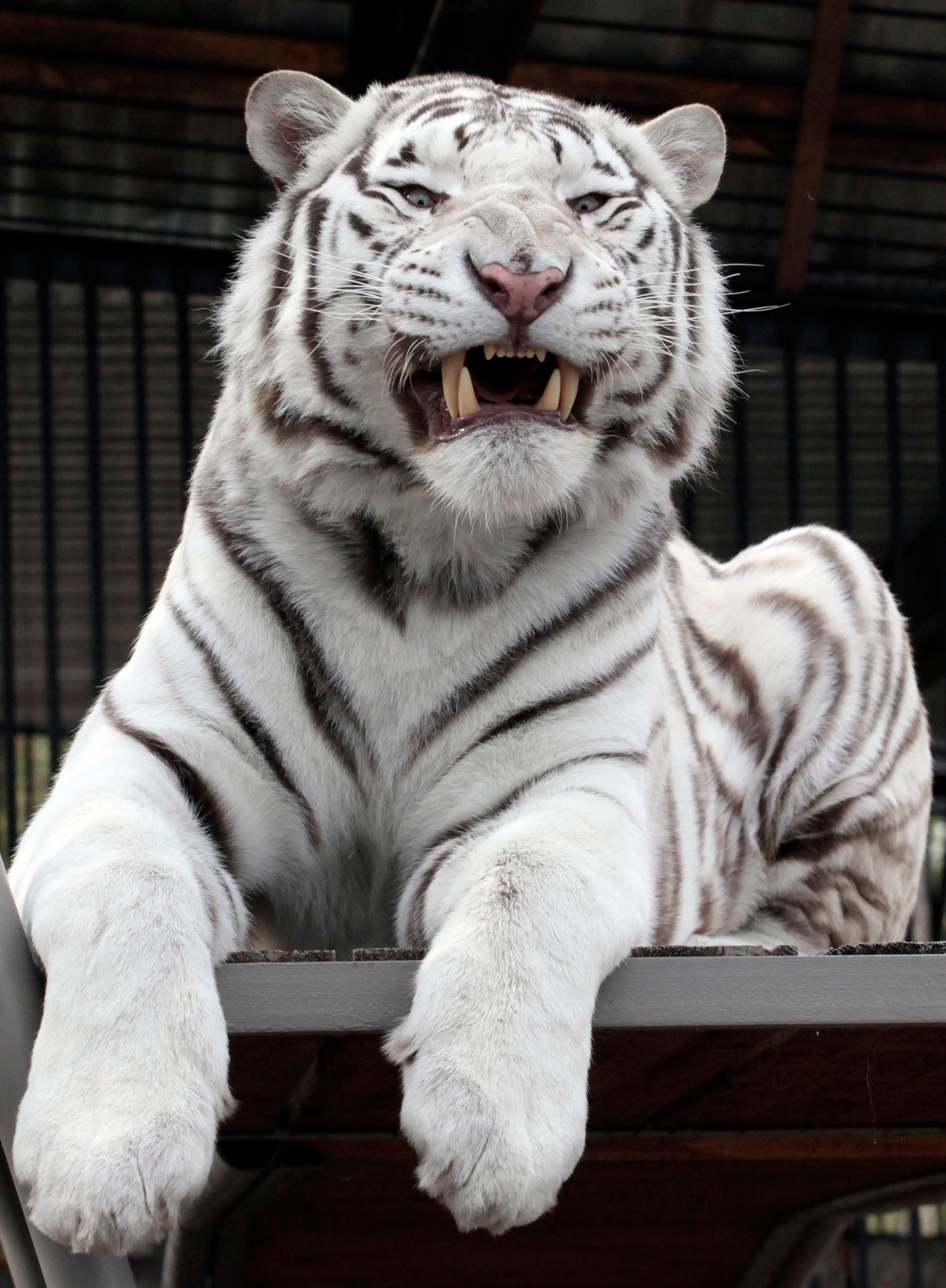 King white tiger Wallpaper Download