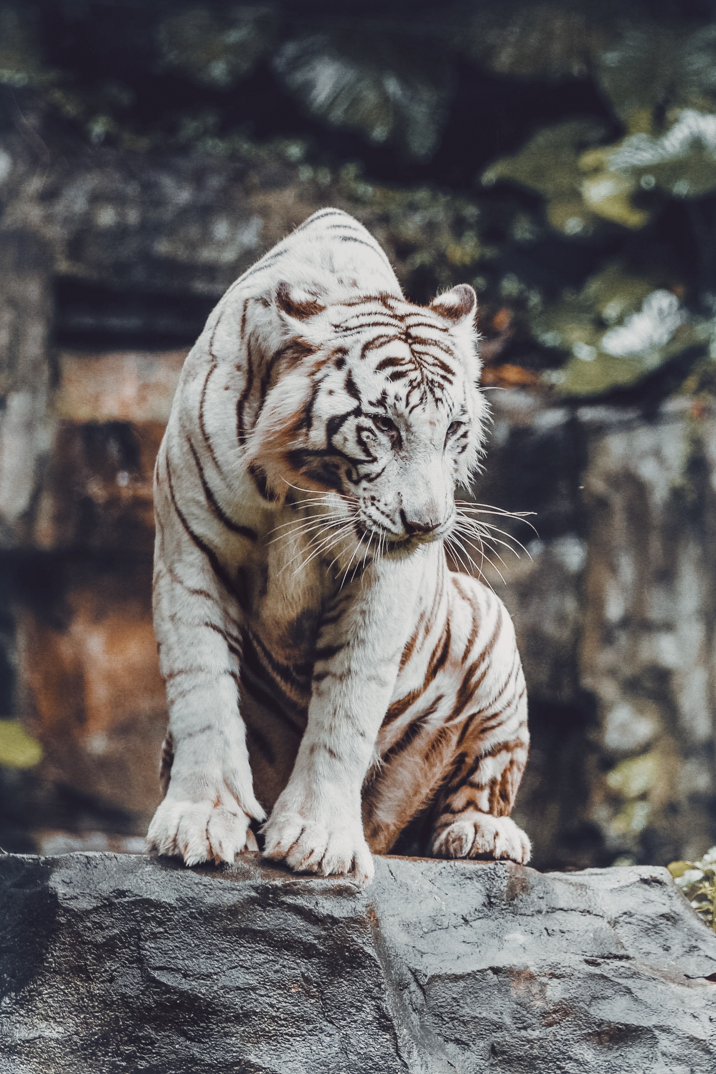 Update white tiger wallpaper