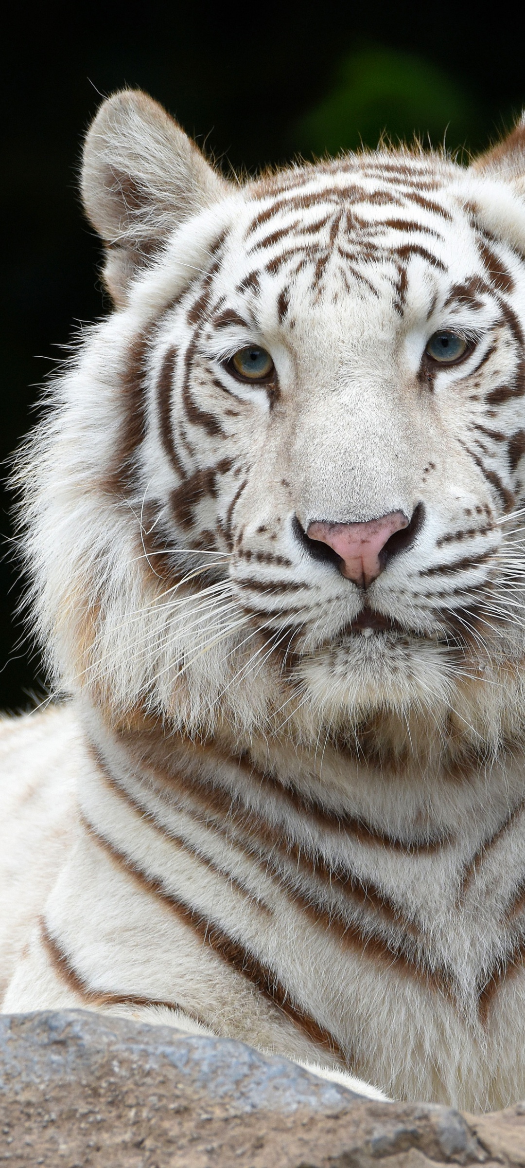 White tiger Wallpaper 4K, Siberian tiger, Big cat