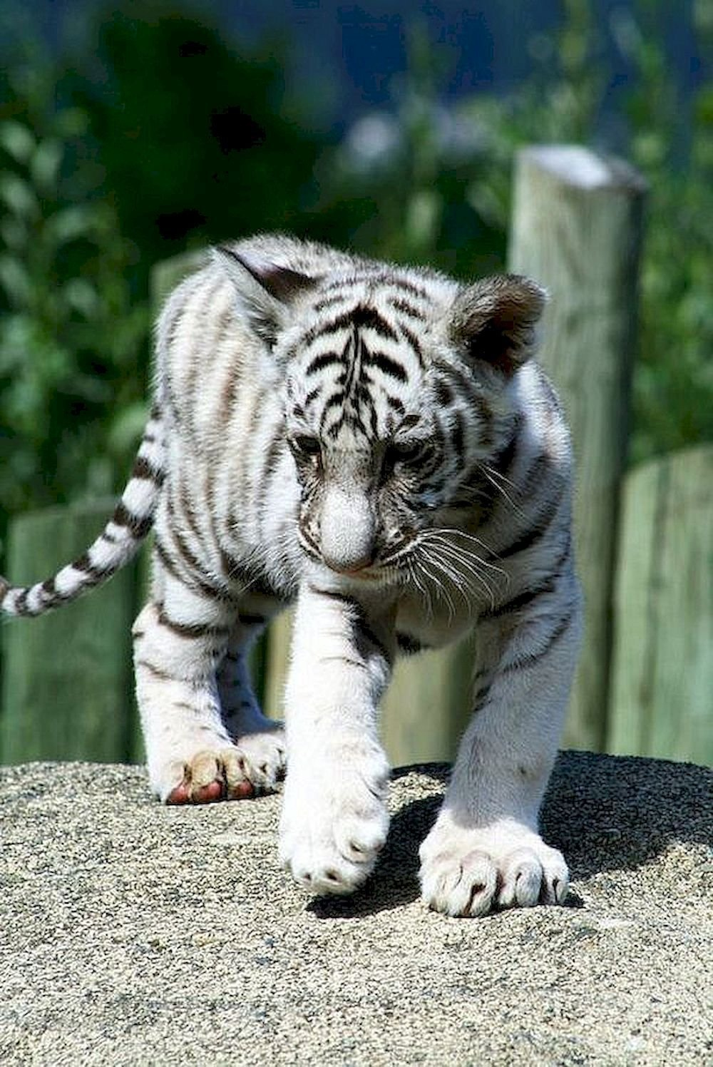 White tiger Wallpaper Download