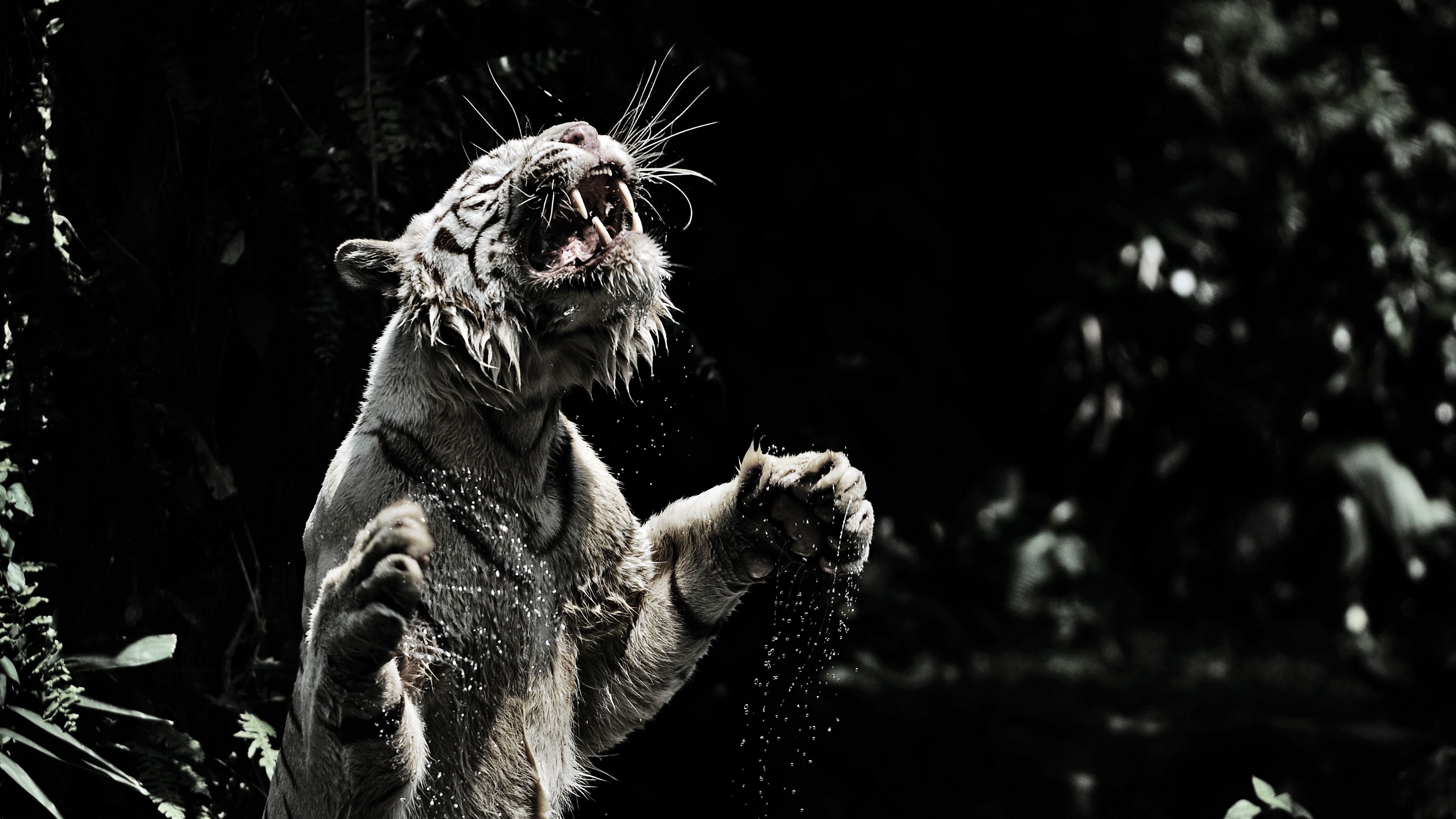 Download wallpaper 3840x2160 white tiger, grin, spray, tiger, predator, big cat 4k uhd 16:9 HD background