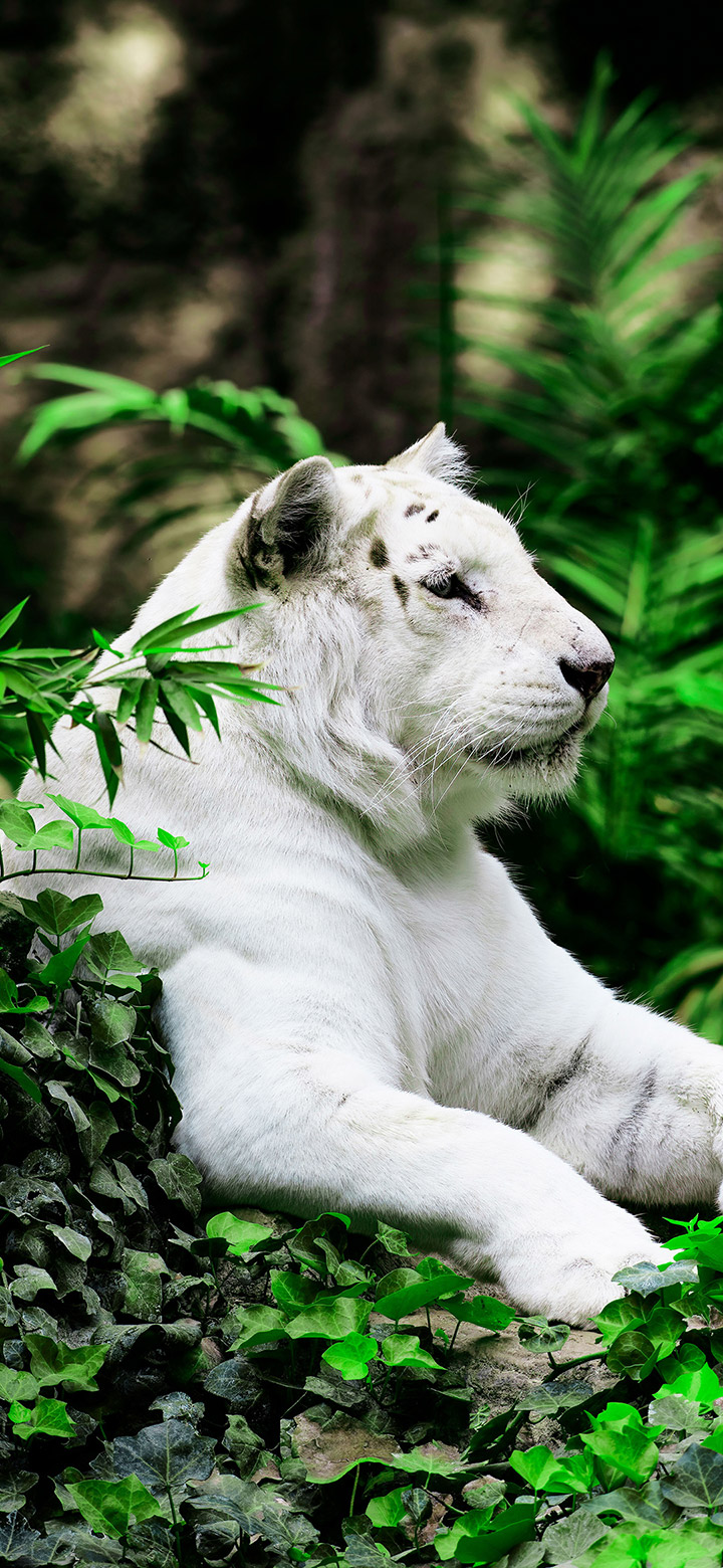 White Tiger In The Jungle 4K Phone