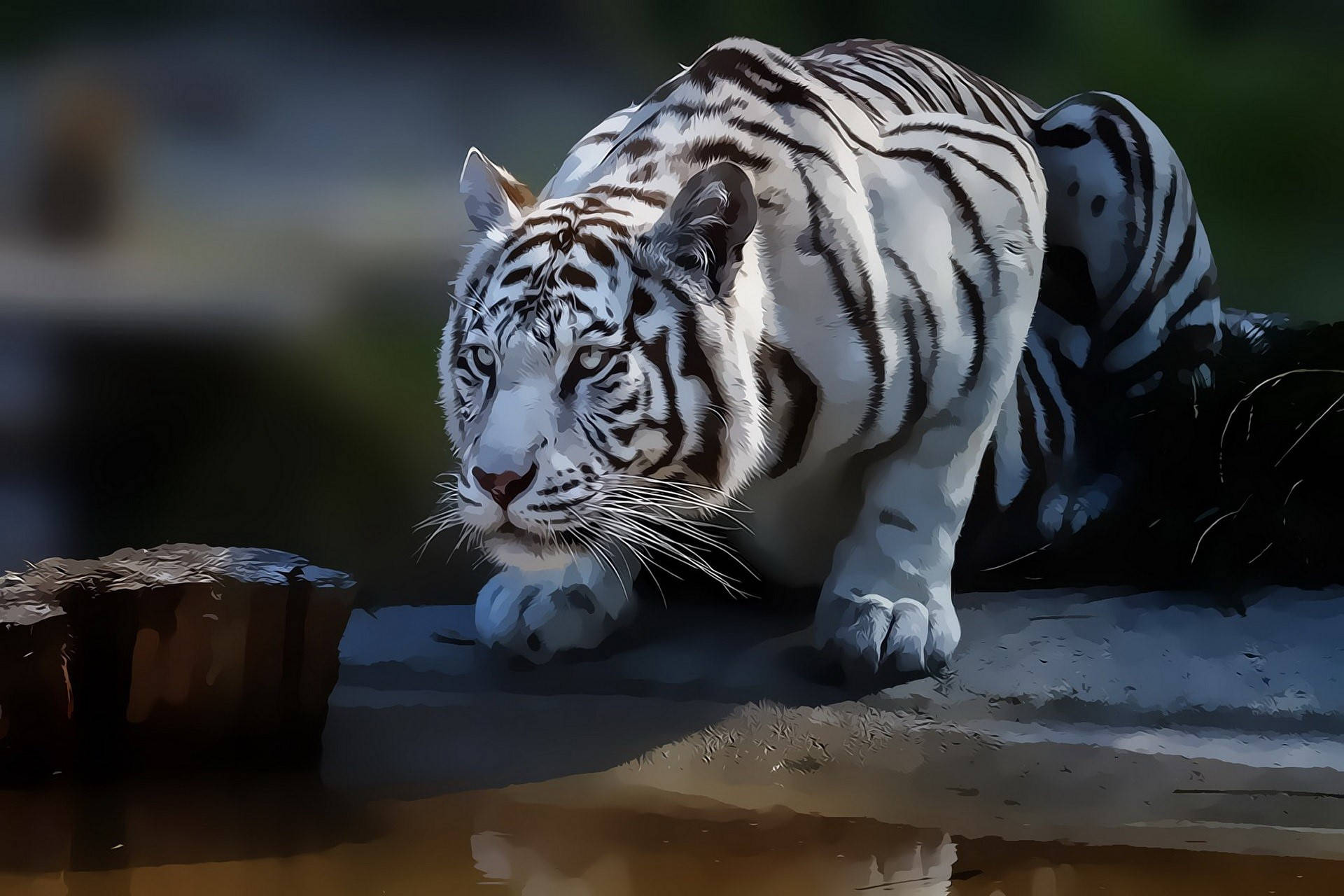White Tiger Wallpaper