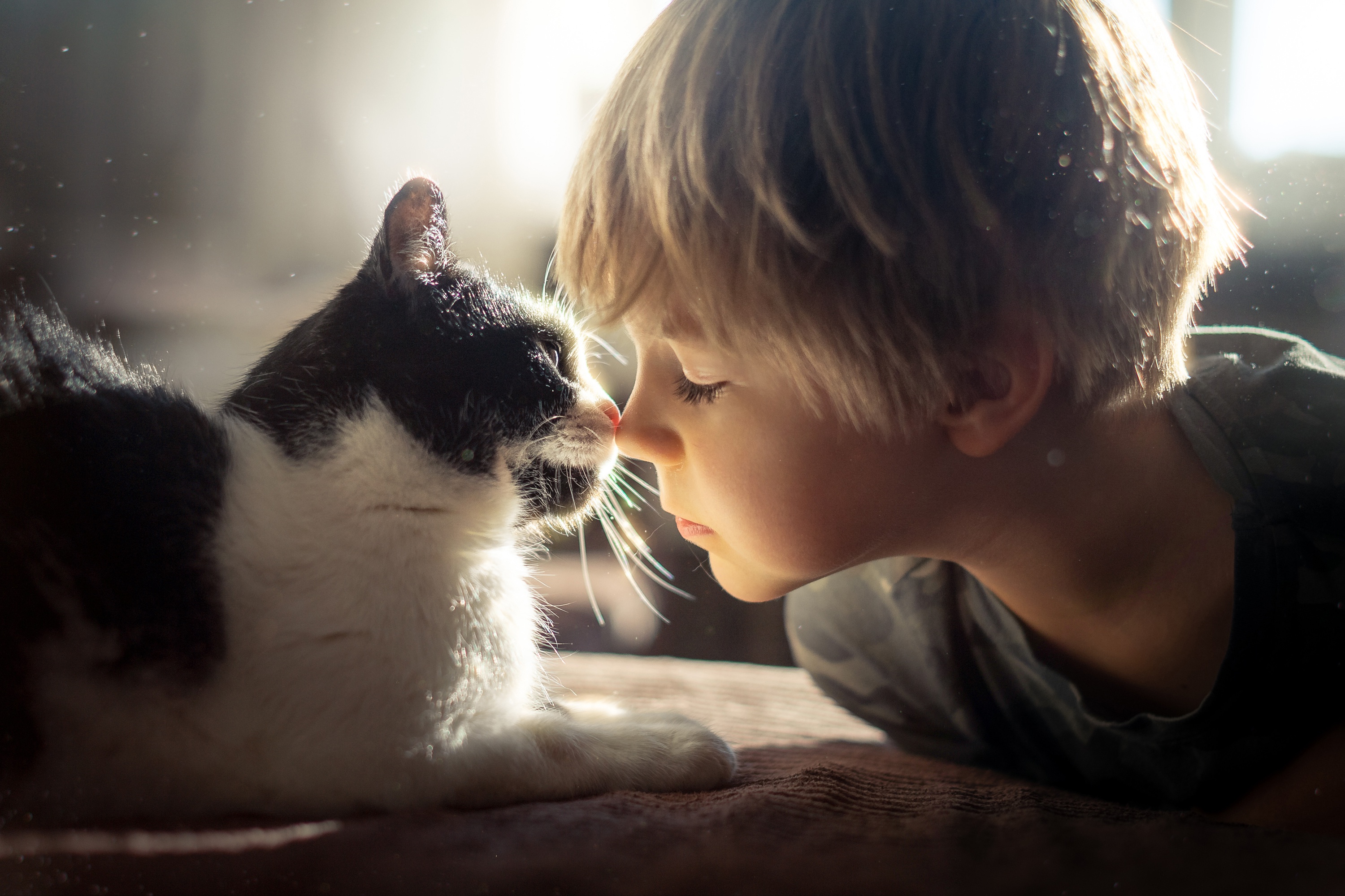 HD desktop wallpaper: Love, Cat, Child, Photography, Little Boy download free picture