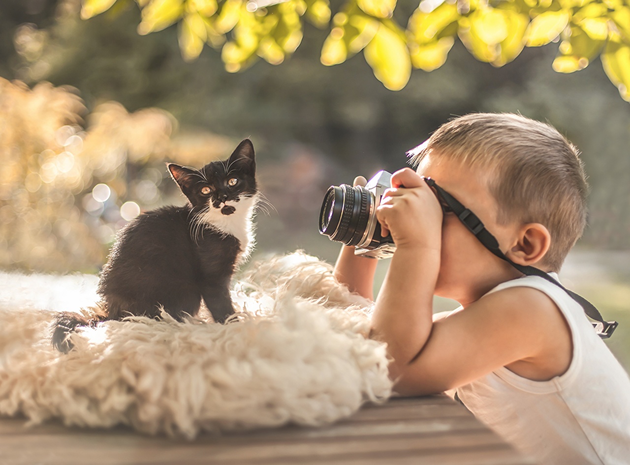Photo Kittens Cats Camera Photographer Children animal