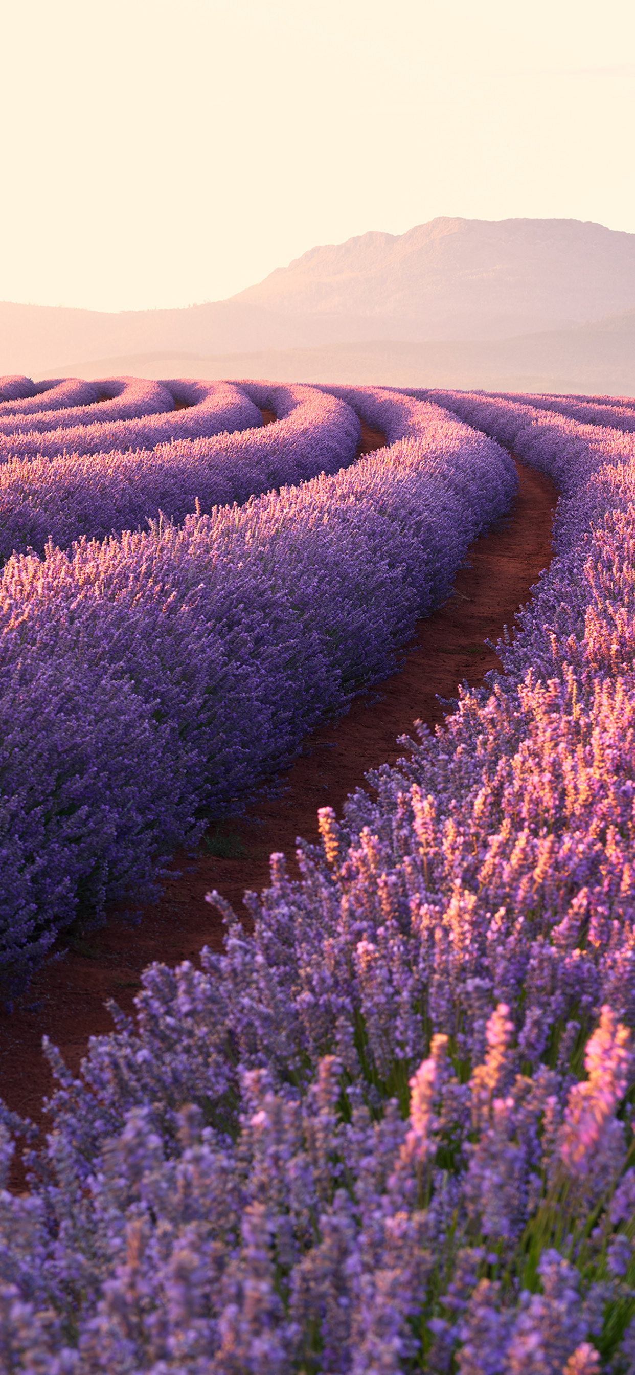 Lavender Fields iPhone XS MAX HD 4k Wallpaper, Image, Background, Photo and Picture
