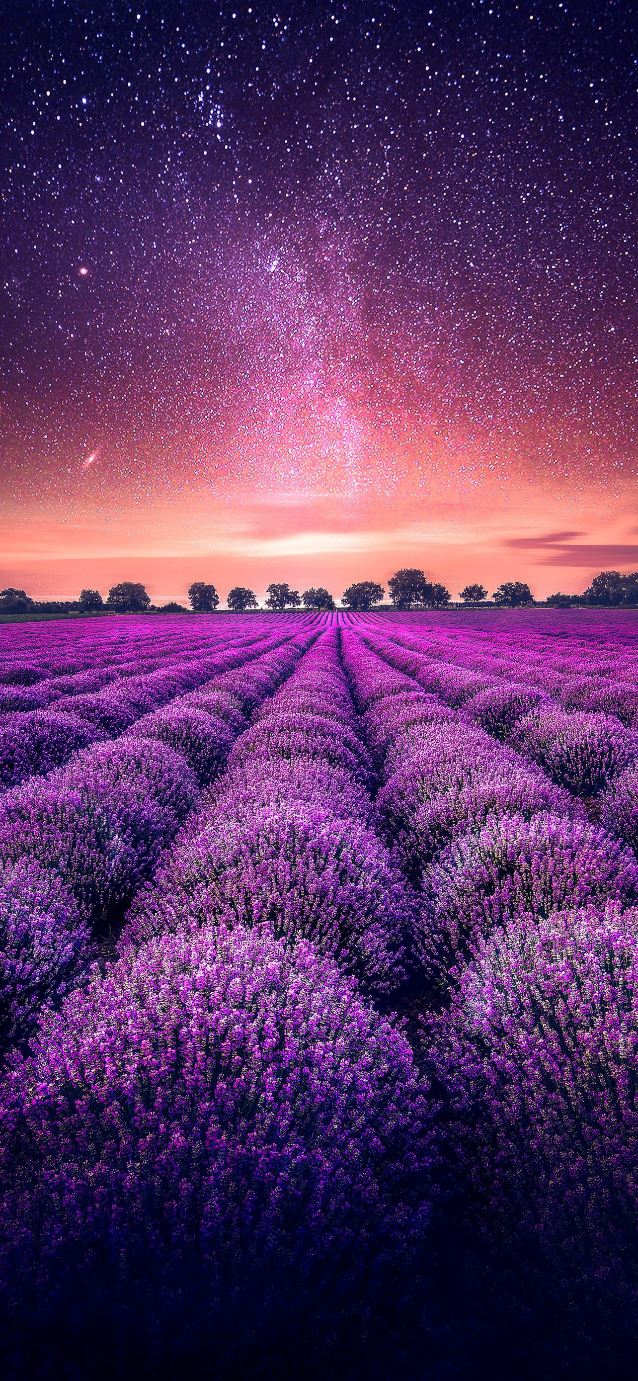 Lavender farm Wallpaper 4K, Lavender fields, Sunset