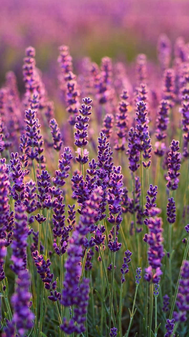 Download A field of lavender used to create calming essential oils Wallpaper