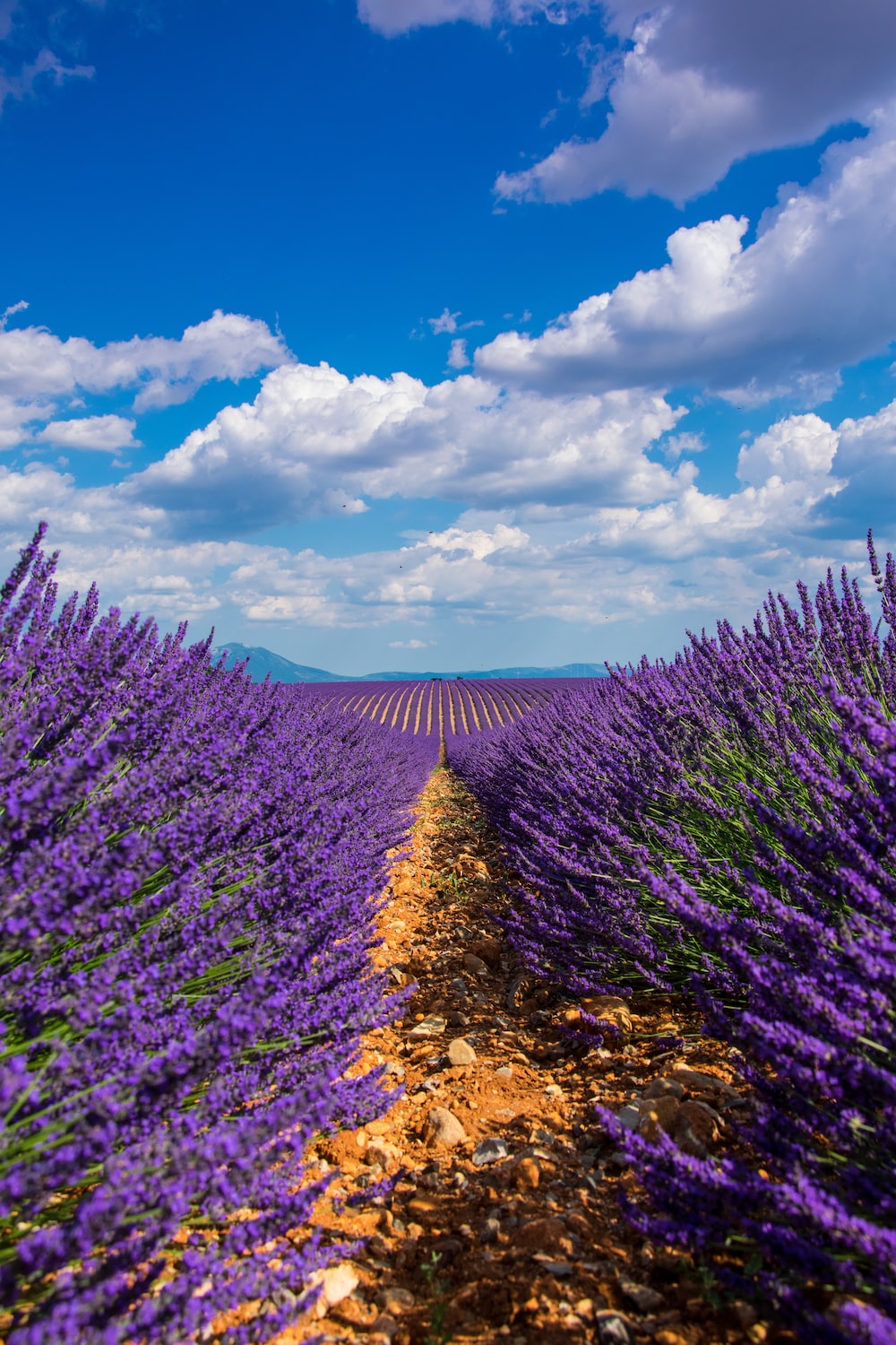 Best Lavender Field Picture [HD]. Download Free Image