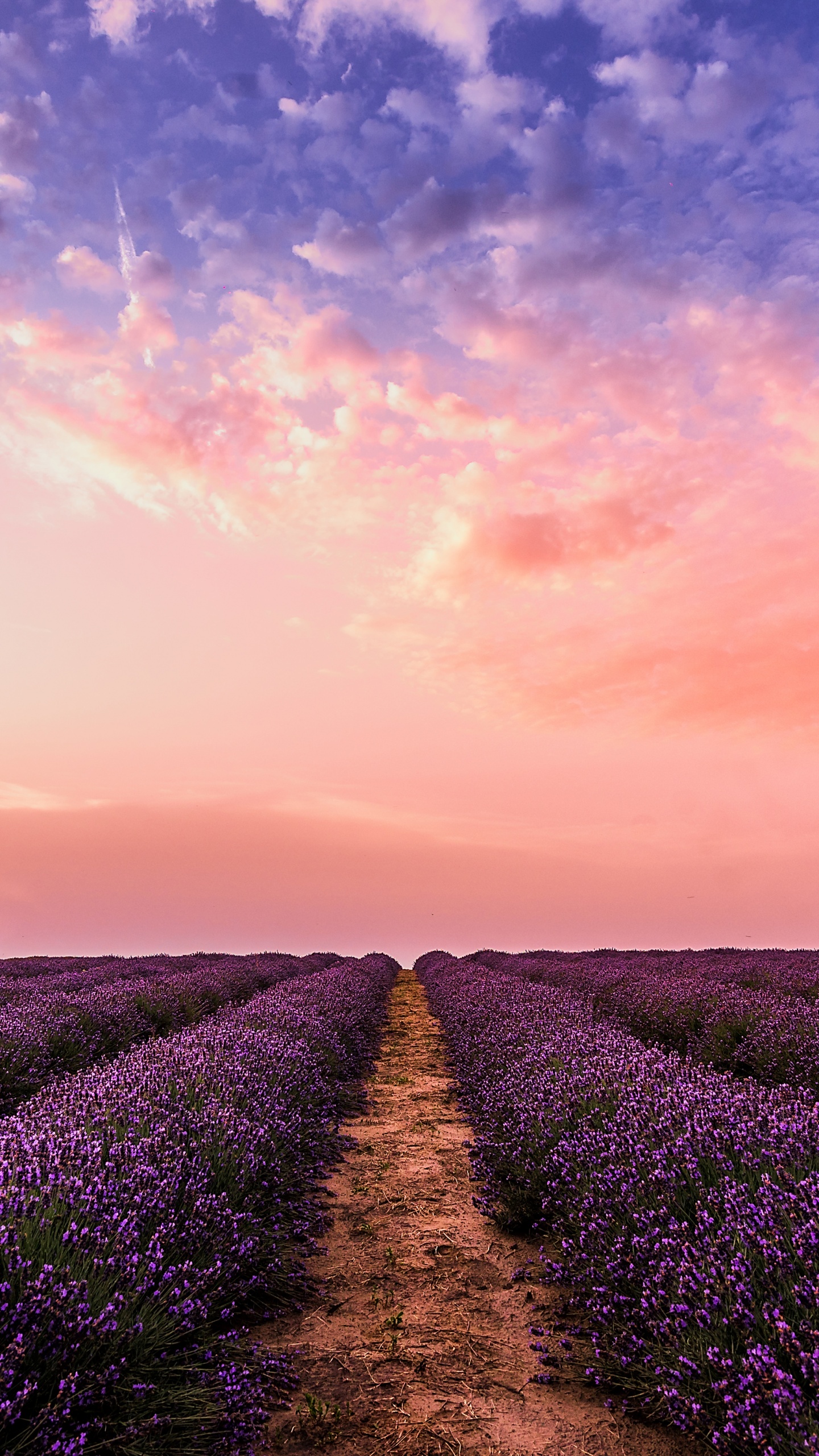 Lavender farm Wallpaper 4K, Pink sky, Evening, 5K