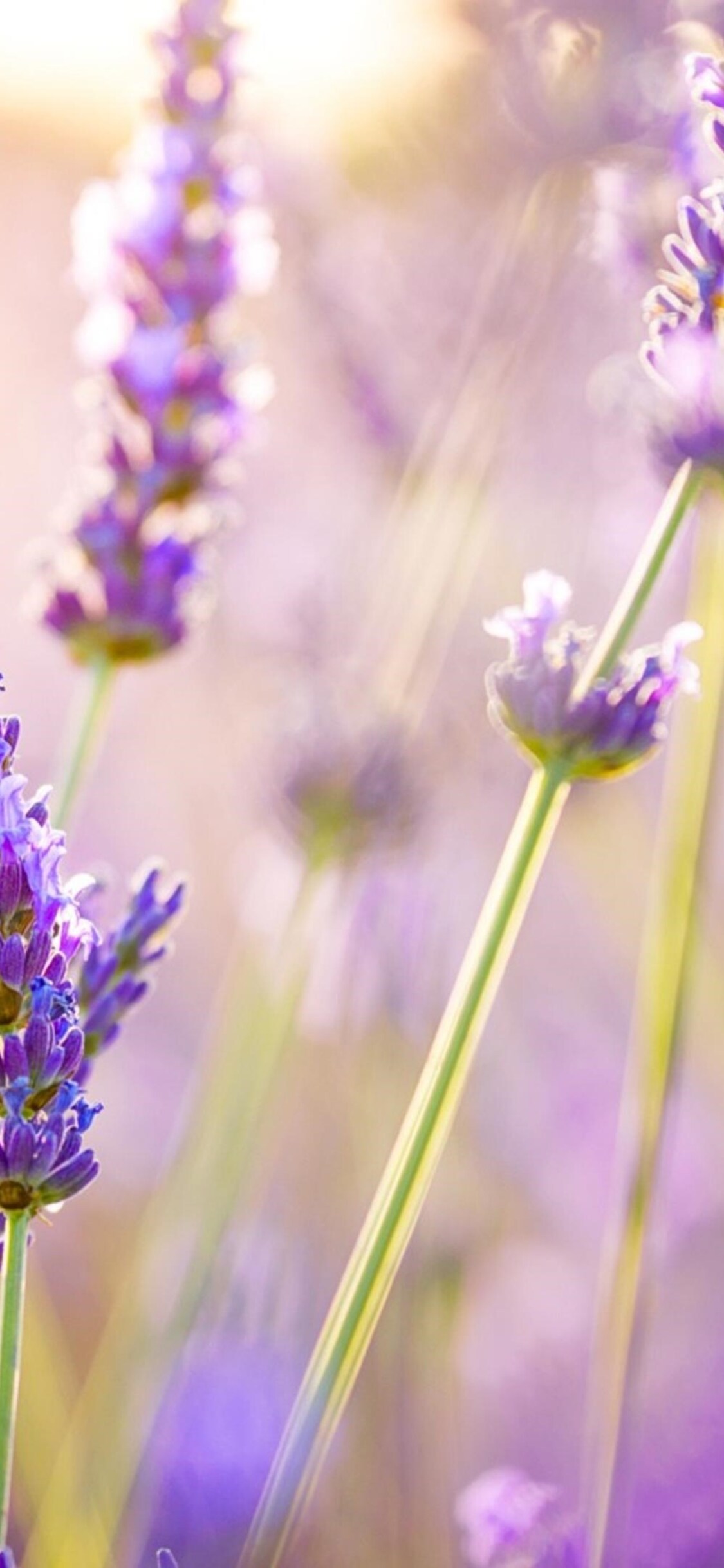 Lavender Flowers iPhone XS, iPhone 10, iPhone X HD 4k Wallpaper, Image, Background, Photo and Picture