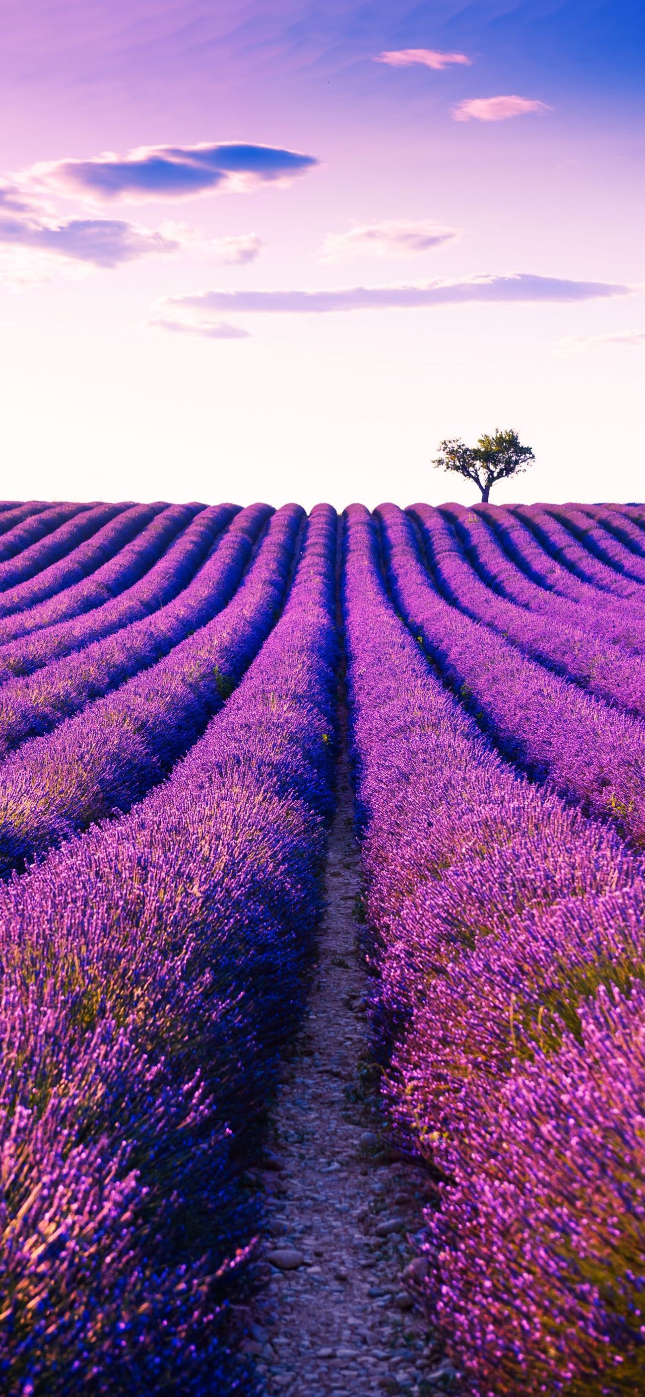 Lavender