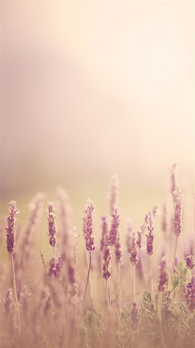 Best Lavender iPhone 8 HD Wallpaper