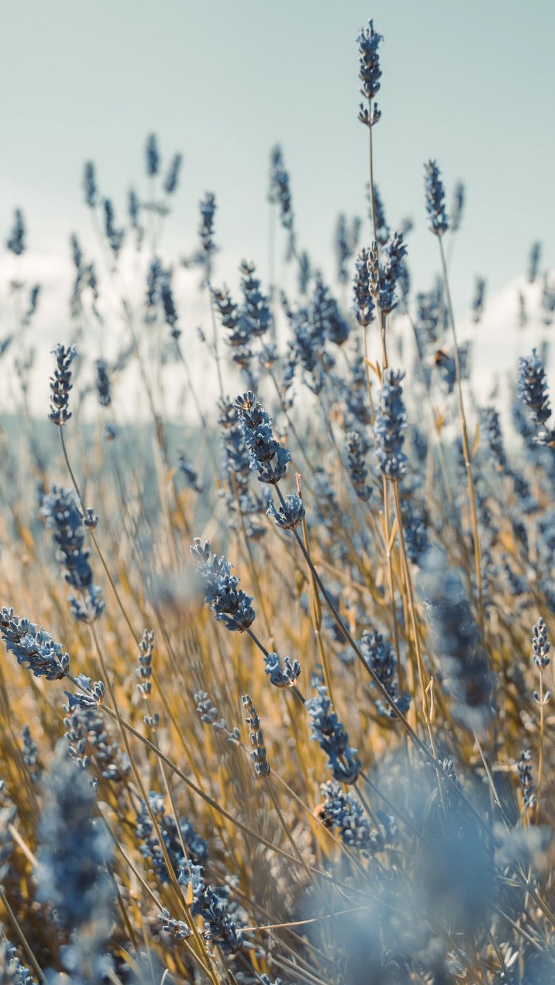 Download Wallpaper 800x1420 Lavender, Flowers, Blue, Field Iphone Se 5s 5c 5 For Parallax HD Background