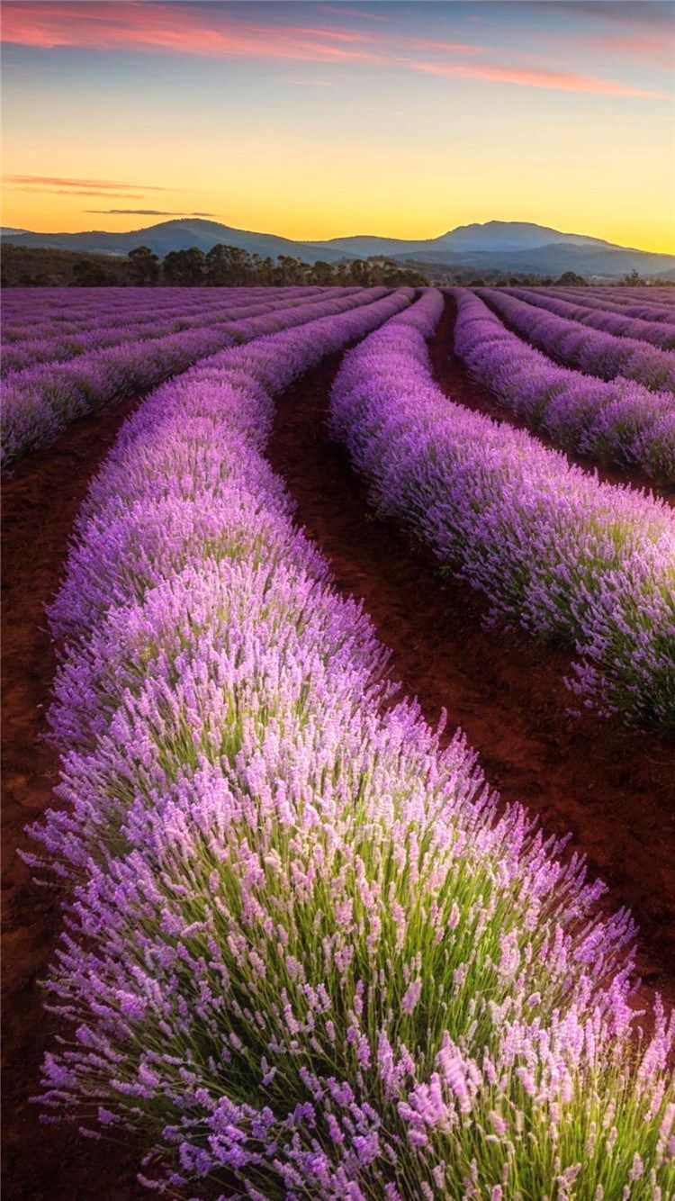 Lavender Farming Land Wonderful Fariy #iPhone #plus #wallpaper. Landscape, Beautiful nature, Lavender fields