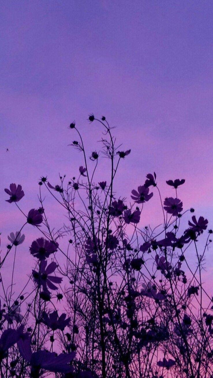 Purple Aesthetic iPhone Wallpaper