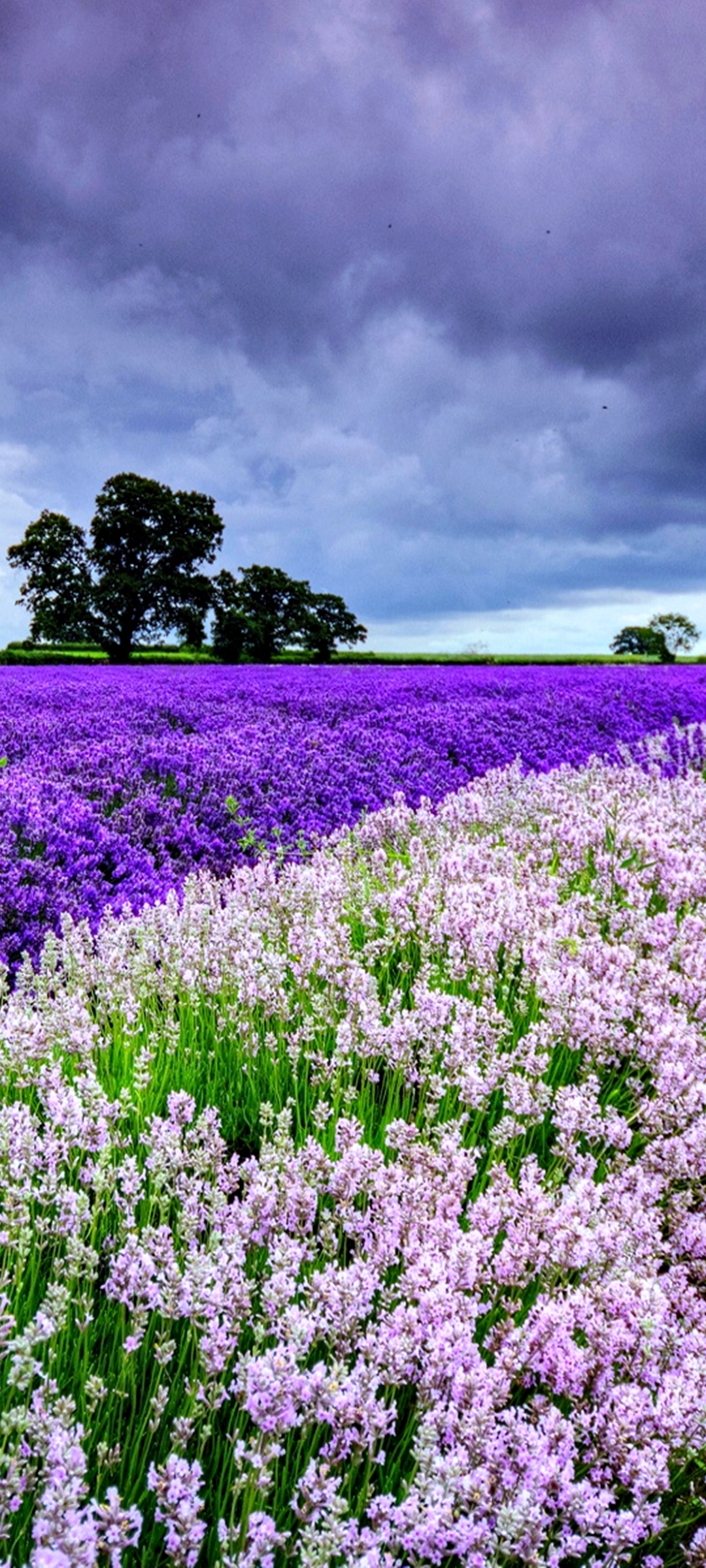 Download Lavender wallpaper for mobile phone, free Lavender HD picture
