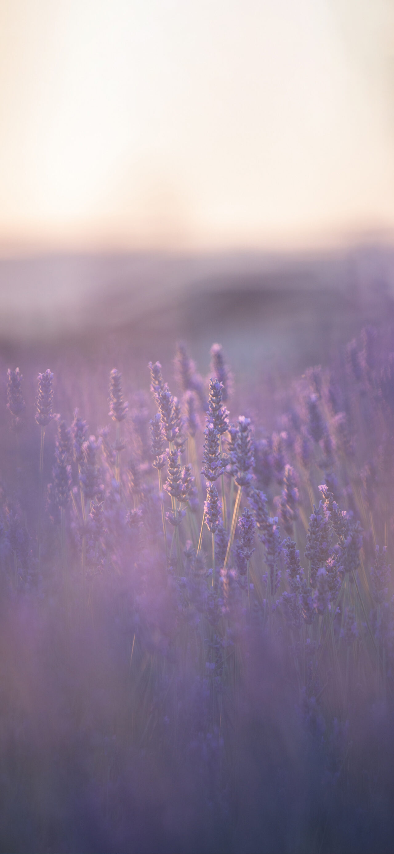 Lavender