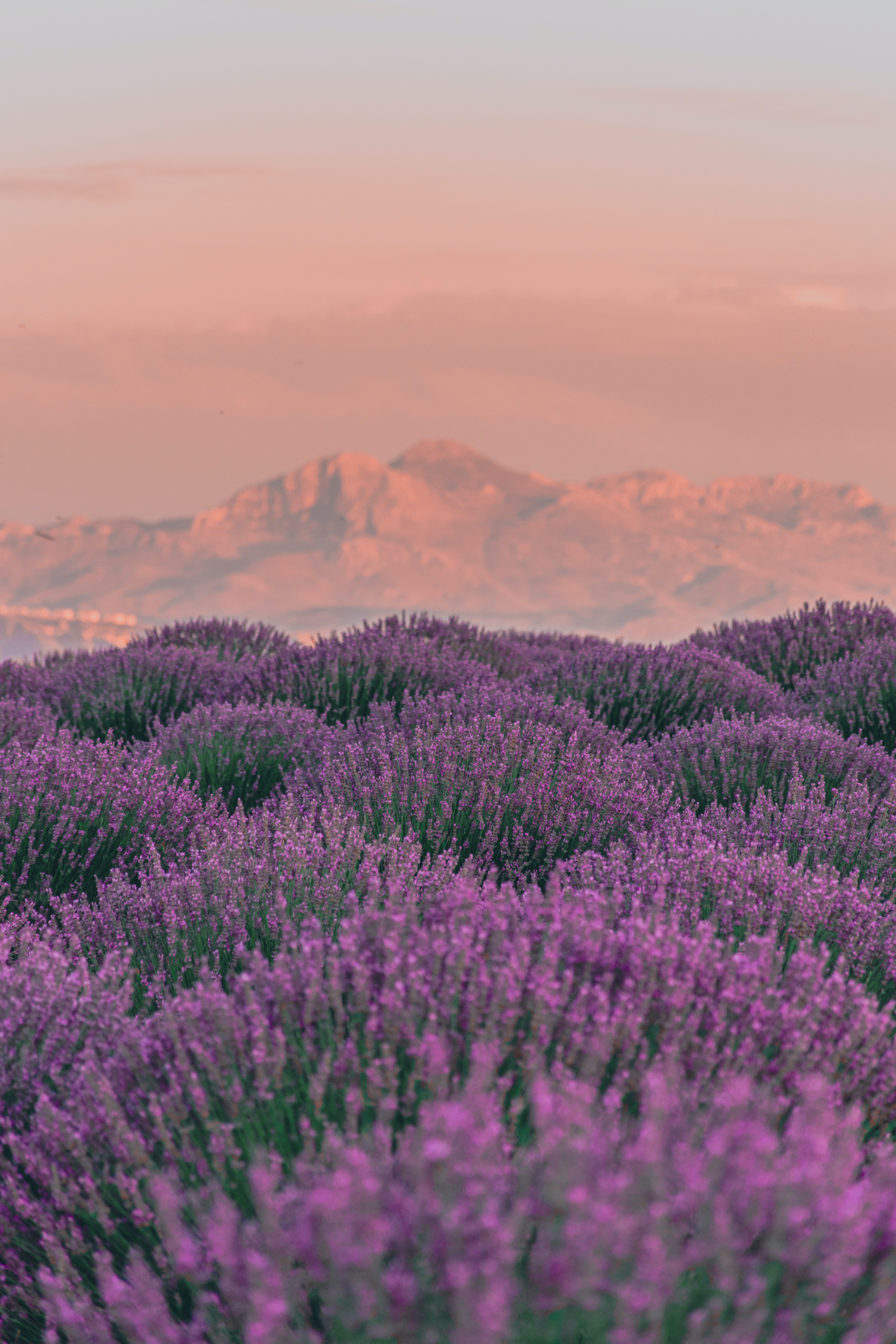 A Lavender Field and Mountains in the Background at Sunset · Free