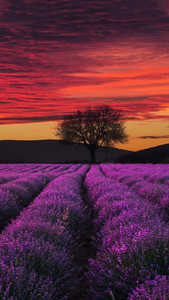 Lavender Wallpaper for Android