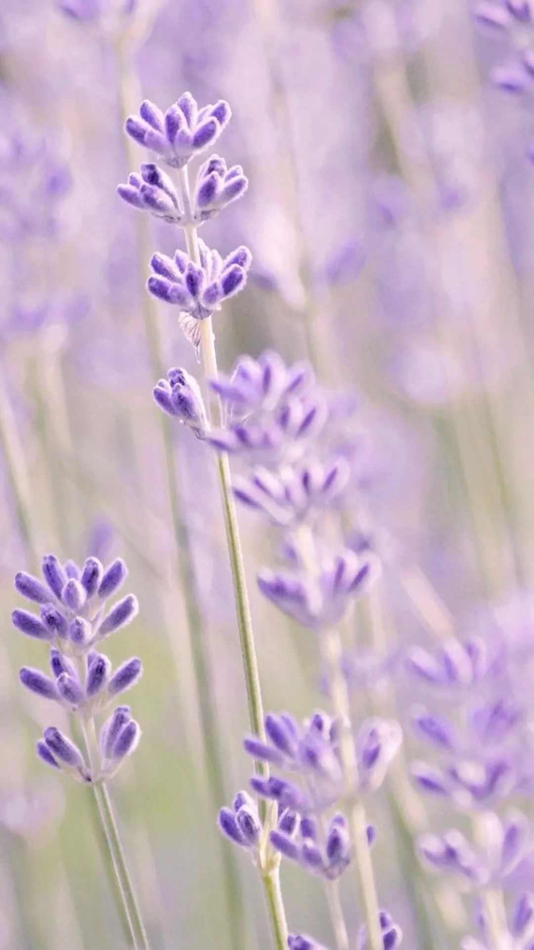 Lavender iPhone Wallpaper Free HD Wallpaper
