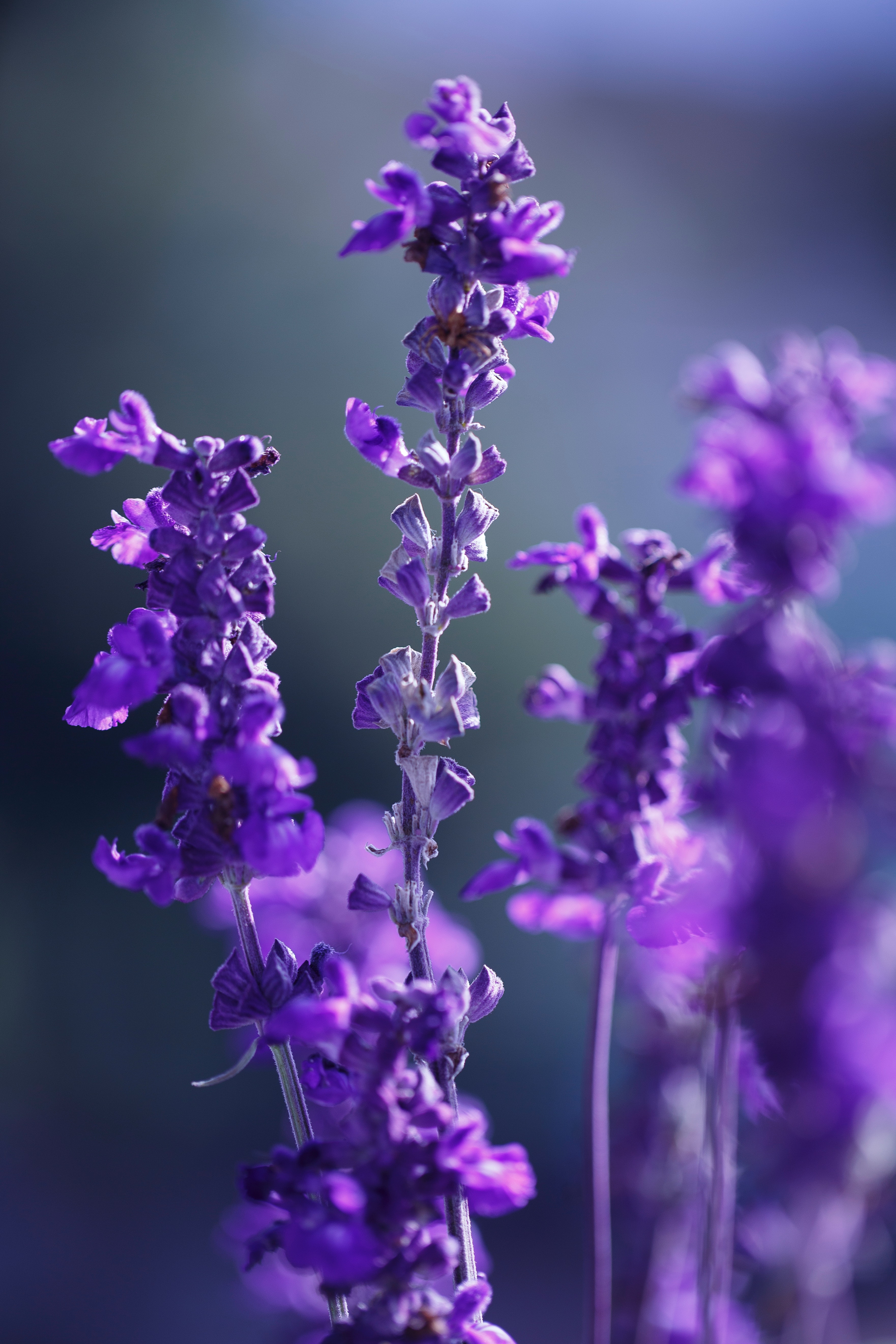 Selective Focus Photo Of Lavender Flowers · Free