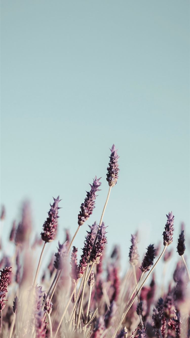 Best iPhone 8 Wallpaper Free HD Download