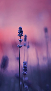 Lavender Wallpaper for Android