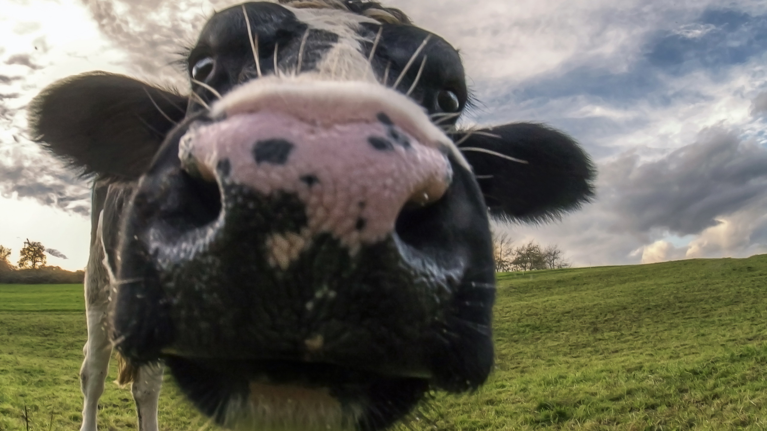 Wallpaper cows Nose Macro Snout animal Closeup 2560x1440