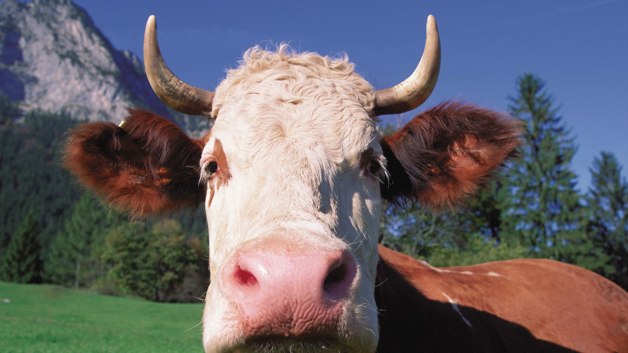 Download Wallpaper 2560x1440 Cow, Face, Horn, Close Up Widescreen 16:9 HD Background