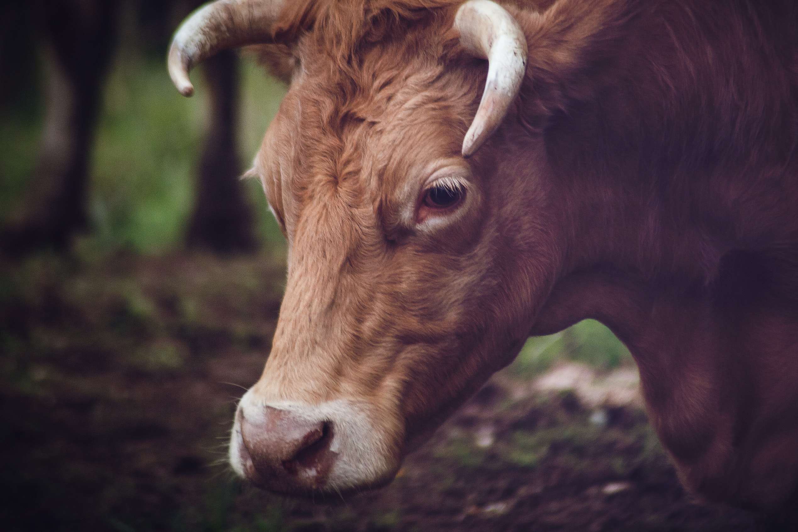 Closeup Photo of Brown Cow · Free