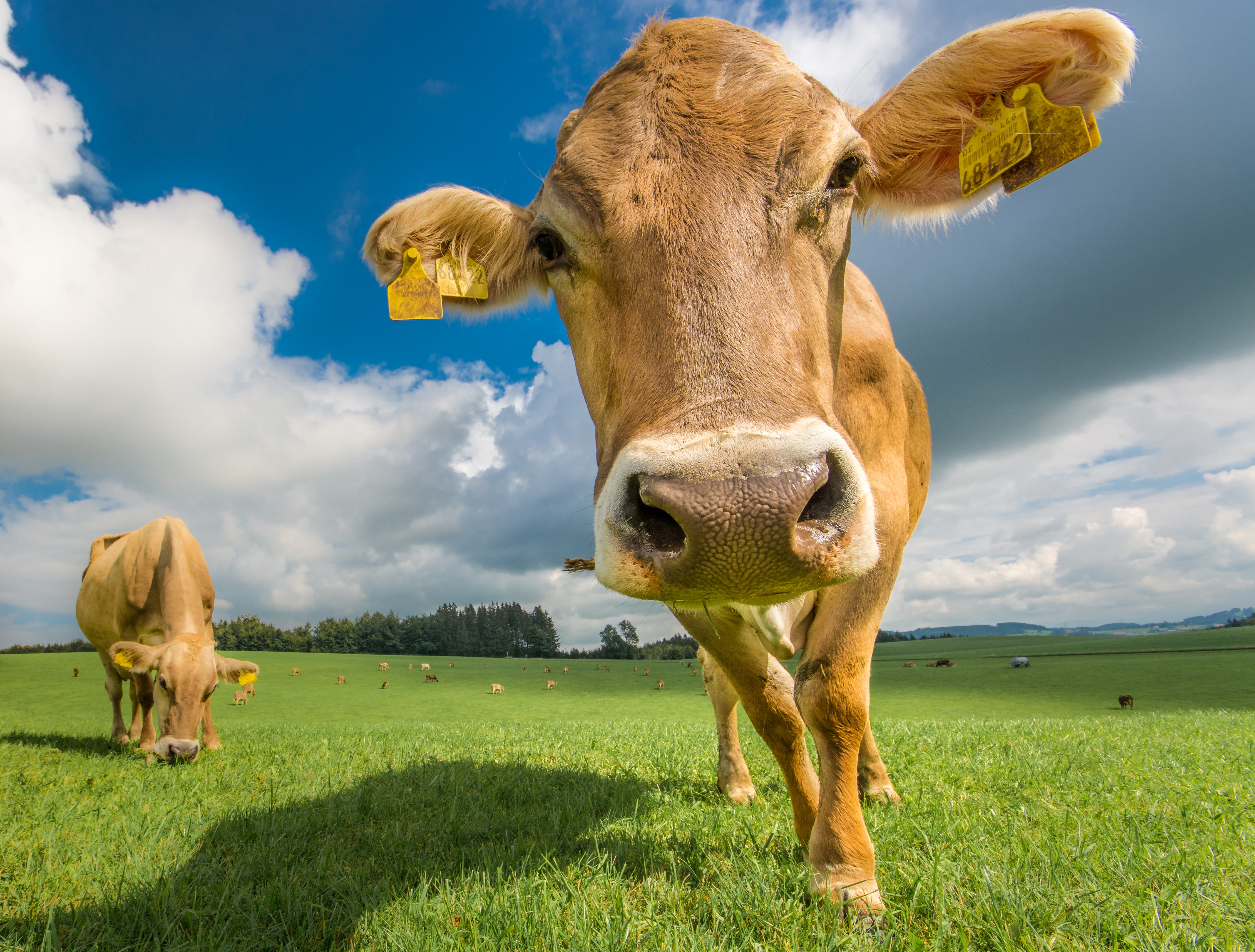 Wallpaper cows Meadow Snout Head Closeup Animals 4515x3424