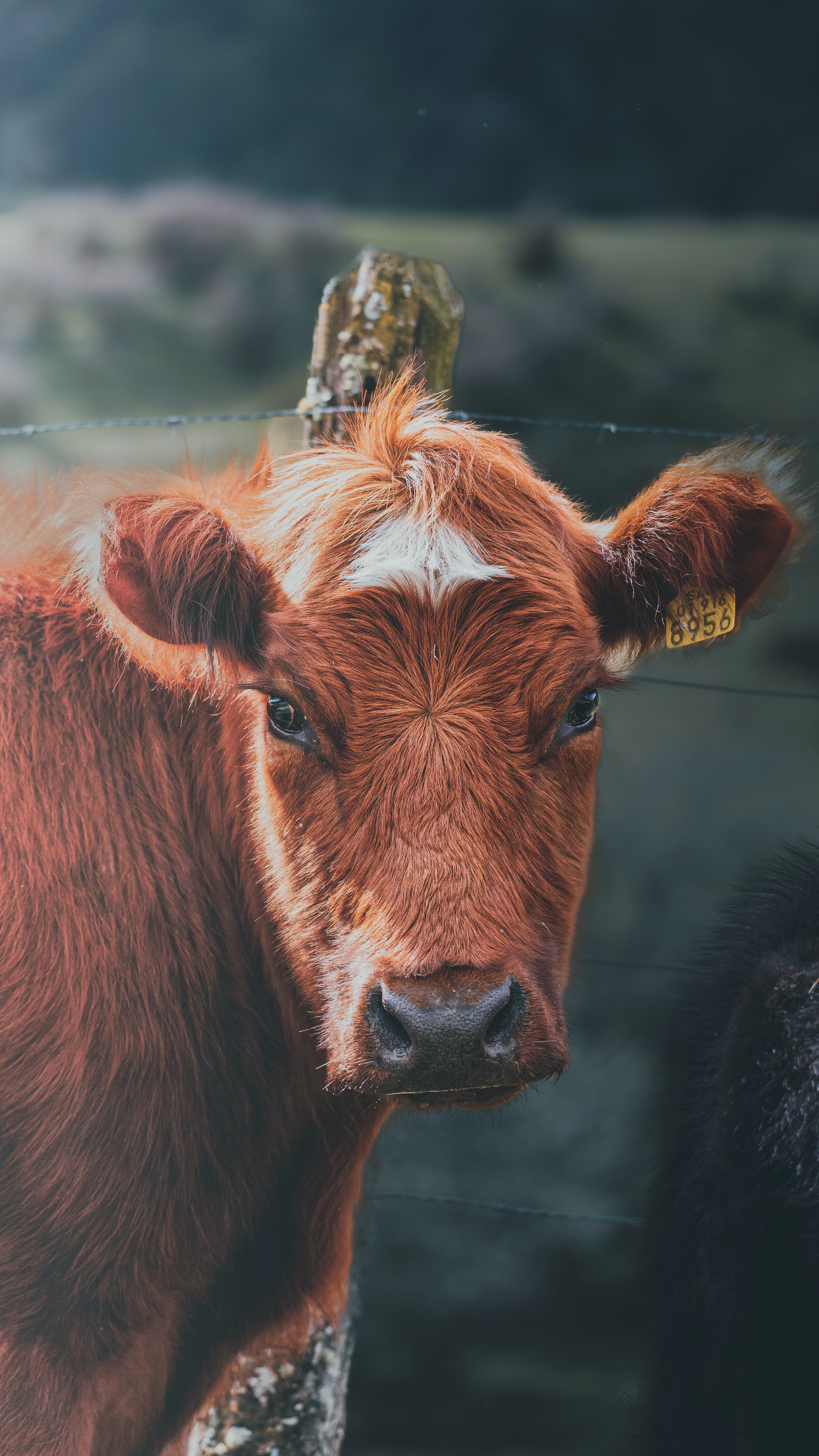 Close Up Of A Cow · Free