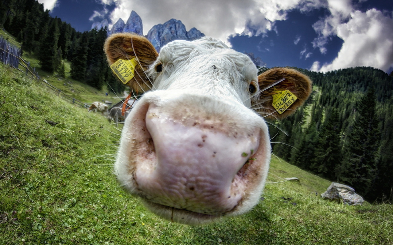 Desktop Wallpaper Cow Meadow Snout Closeup Animals