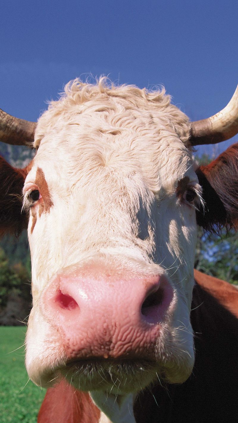 Download Wallpaper 800x1420 Cow, Face, Horn, Close Up Iphone Se 5s 5c 5 For Parallax HD Background