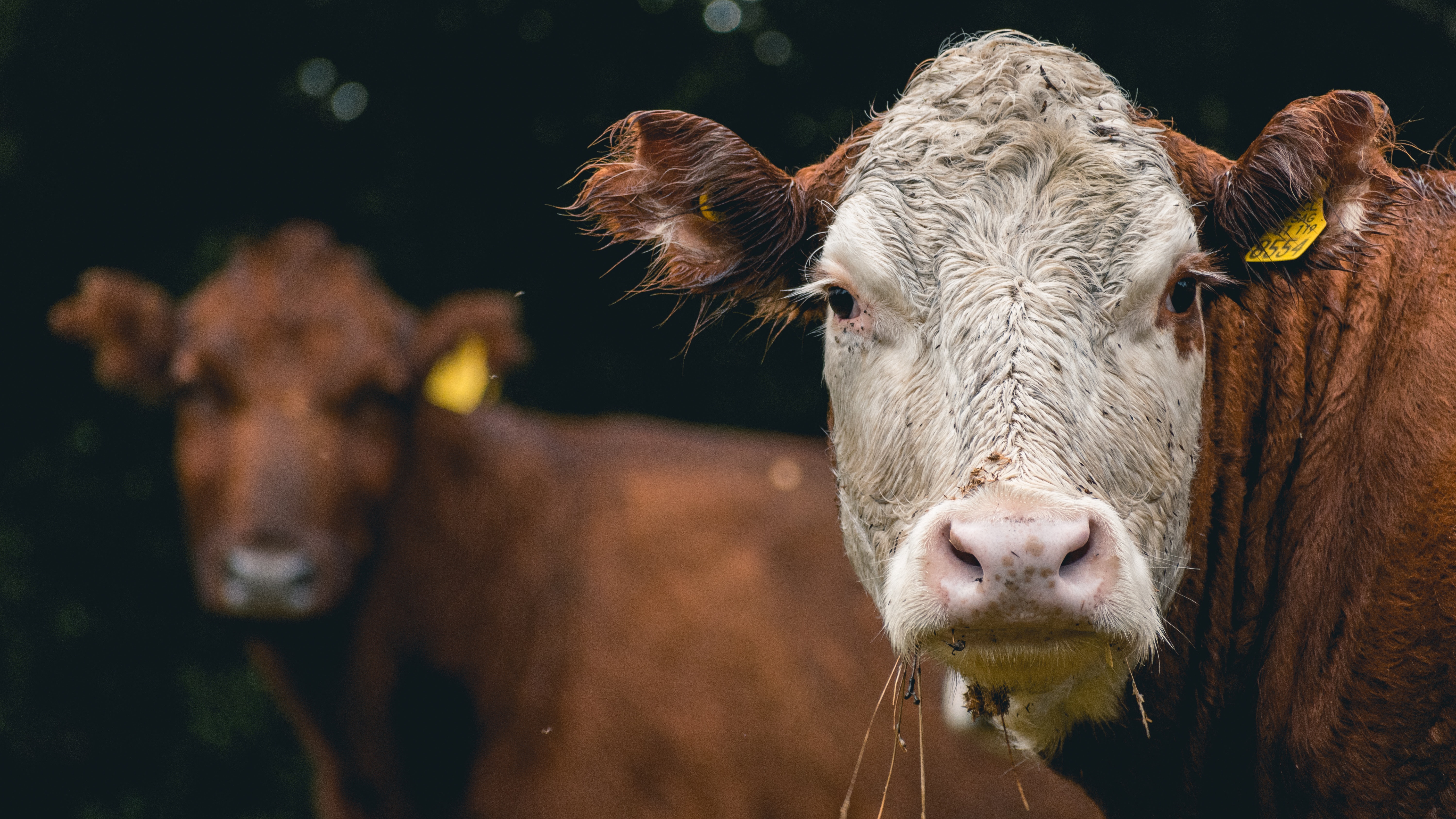 Close up of Cow · Free