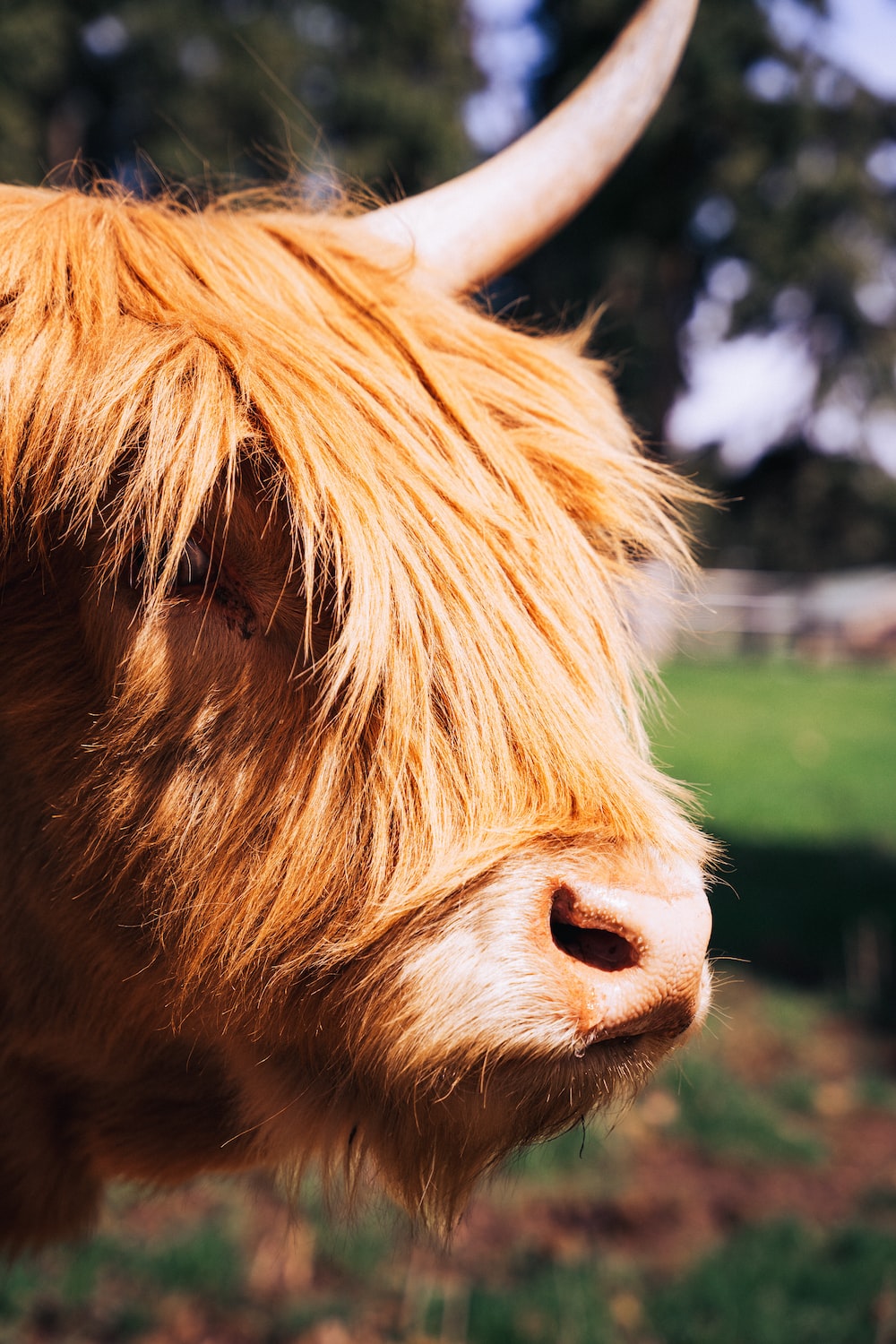 A close up of a cow with long hair photo