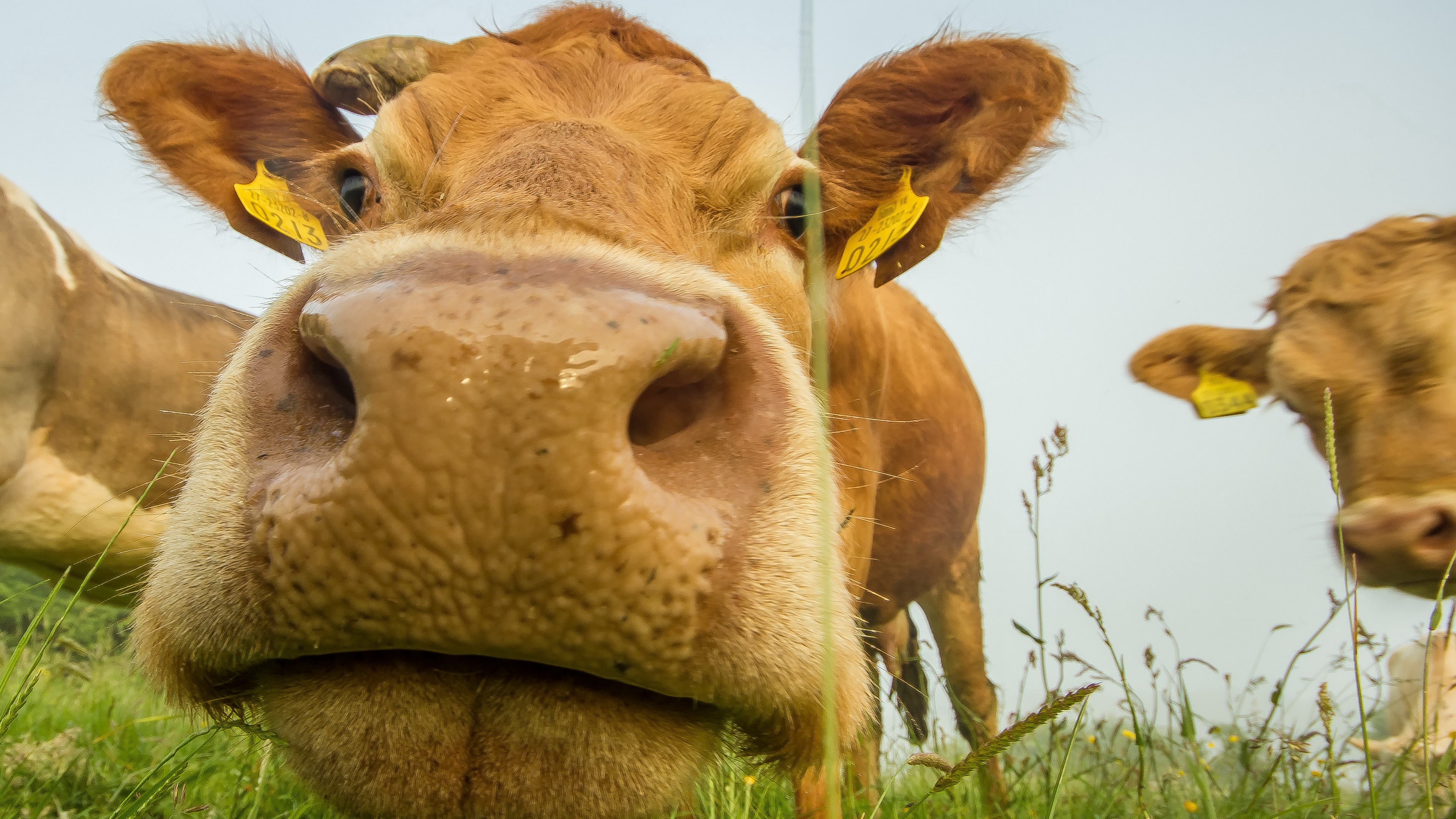 HD desktop wallpaper: Close Up, Animal, Cow download free picture
