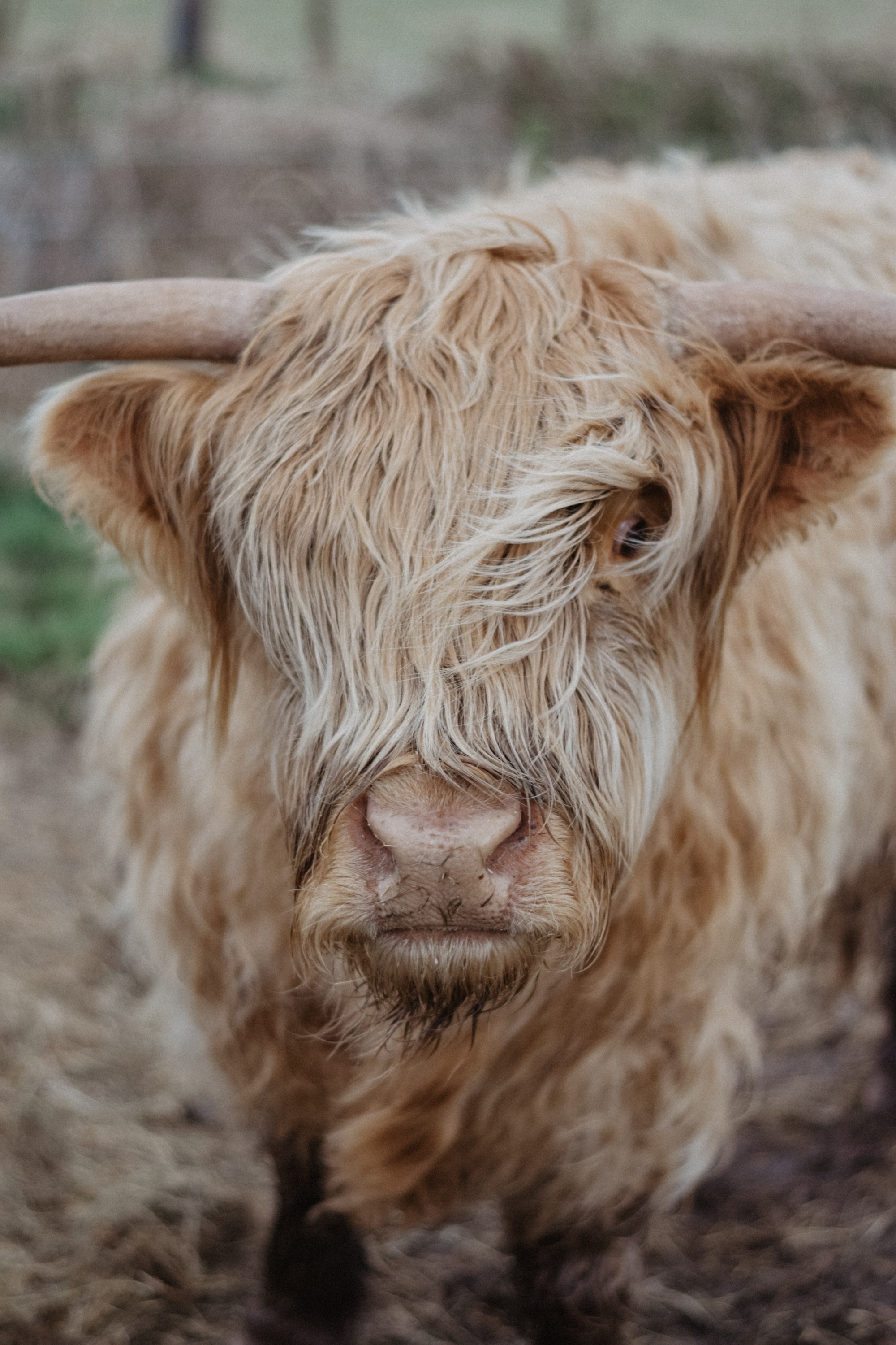 A Brown Cow In Close Up Photography · Free