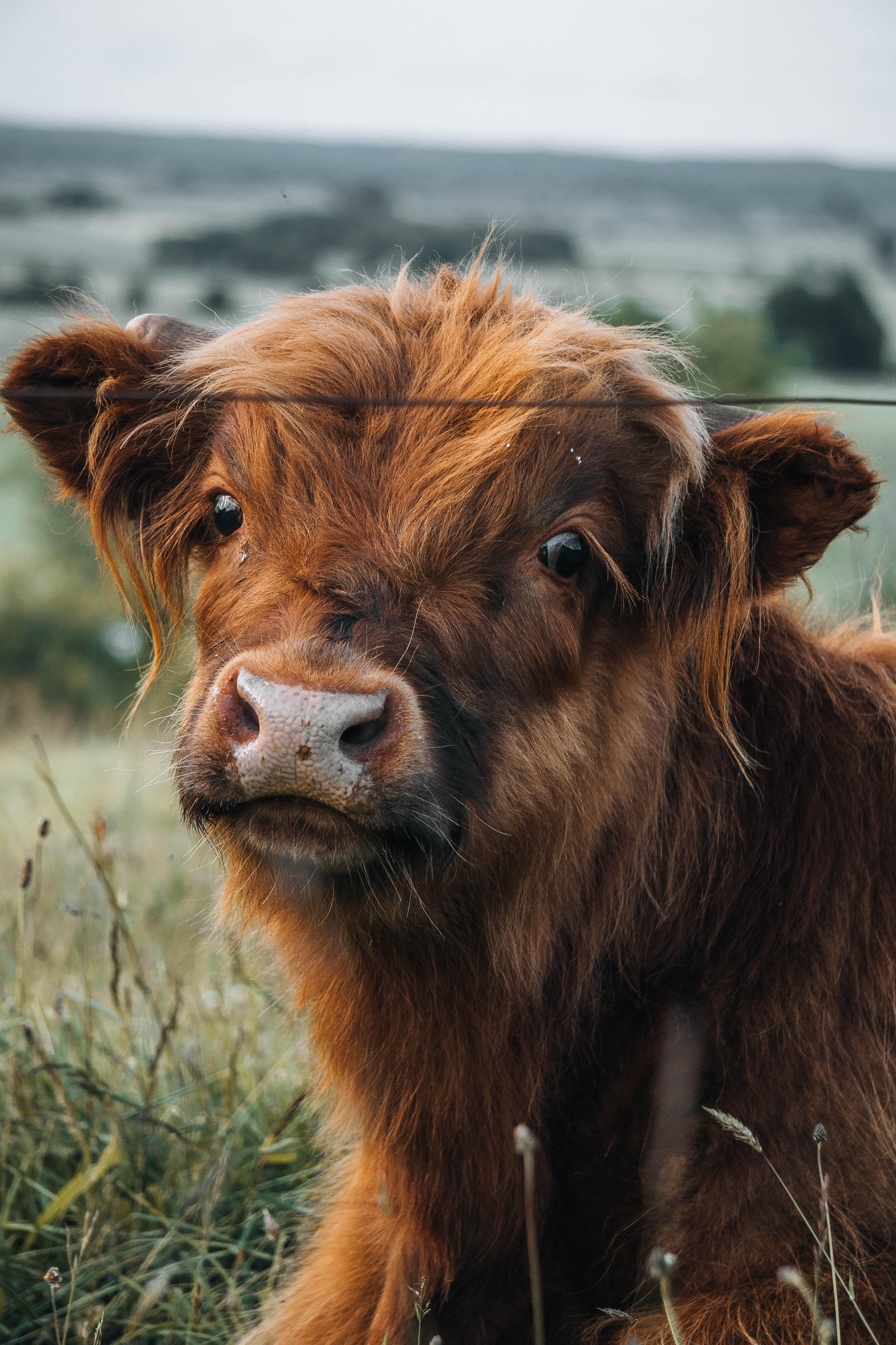 I took a picture of this cute cow