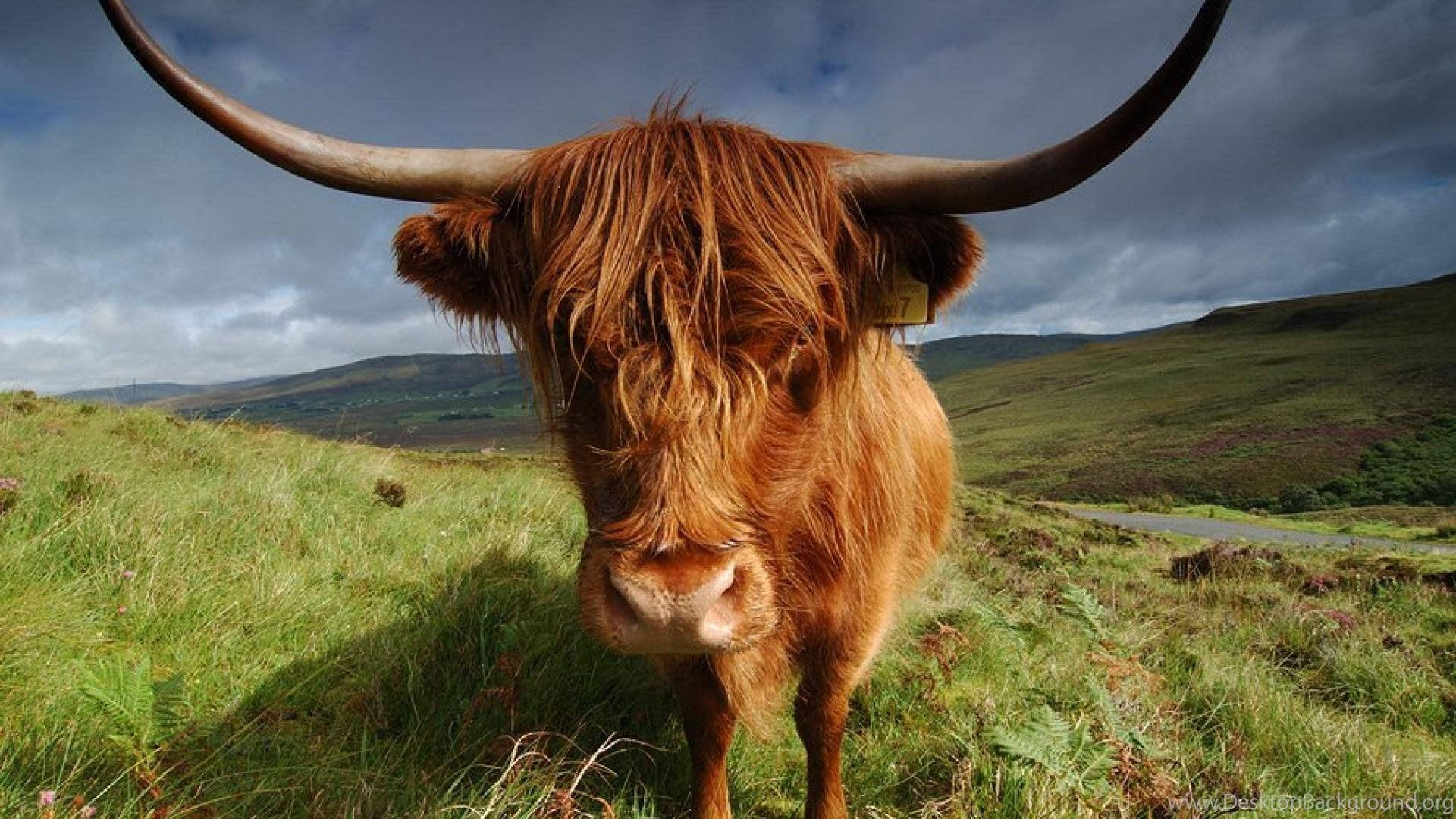 Download Highland Cow Close Up Wallpaper