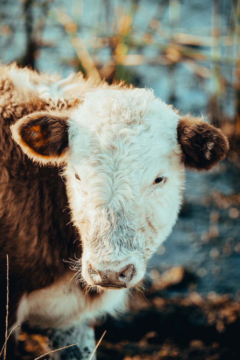 White and black cow in close up photography photo