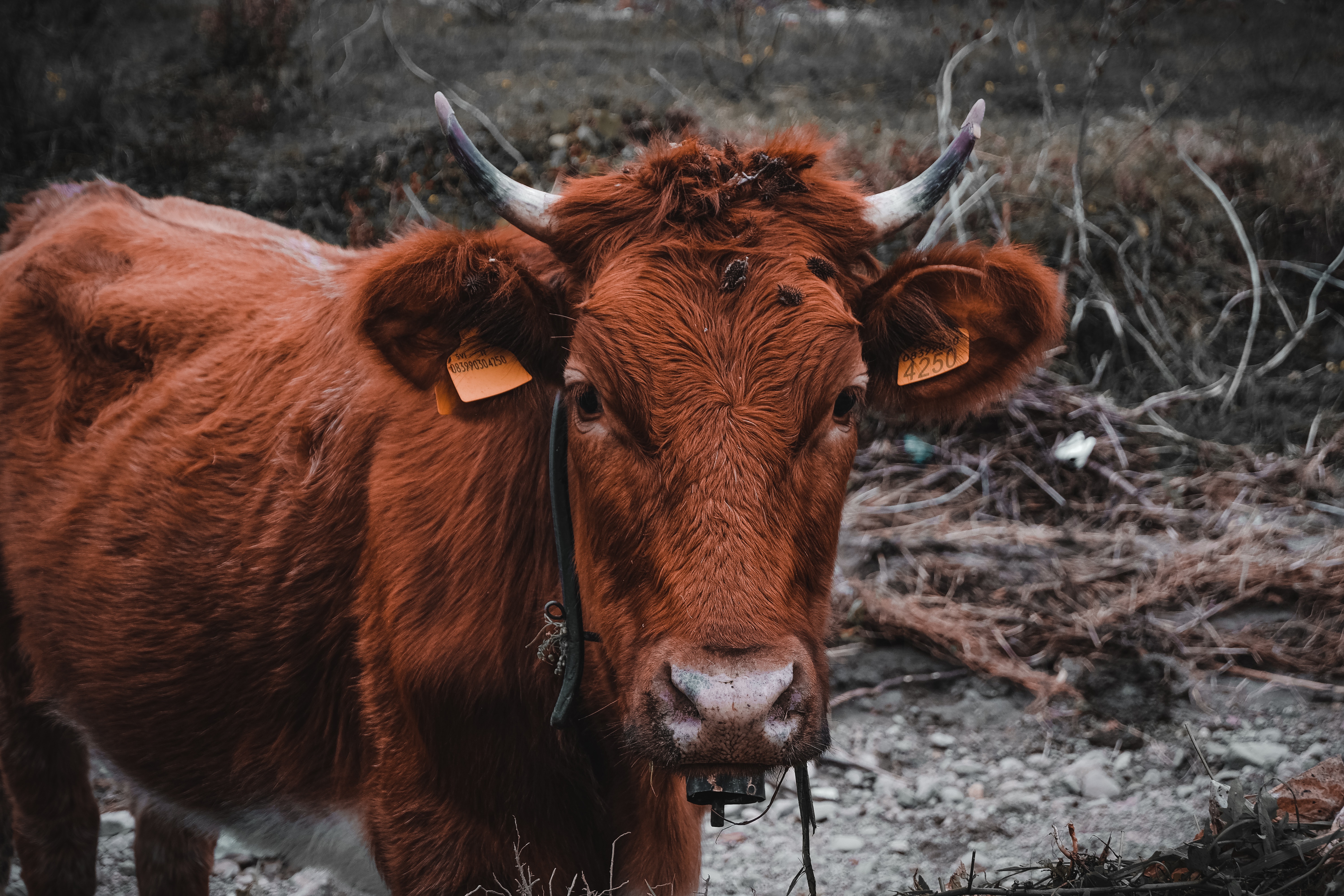 Brown Cow in Close Up · Free