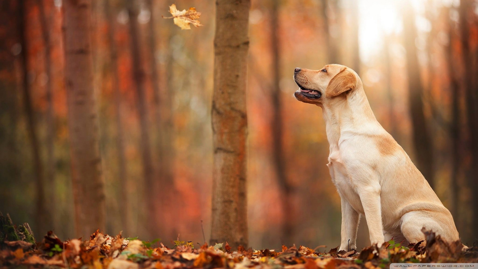 Dog Autumn Ultra HD Desktop Background Wallpaper for 4K UHD TV, Tablet