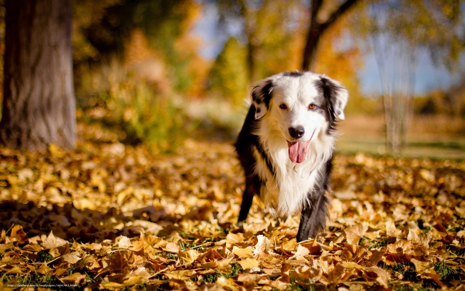 Free download Download wallpaper dog friend autumn free desktop wallpaper in [1600x1000] for your Desktop, Mobile & Tablet. Explore Free Fall Wallpaper with Dogs. Free Fall Wallpaper with Pumpkins