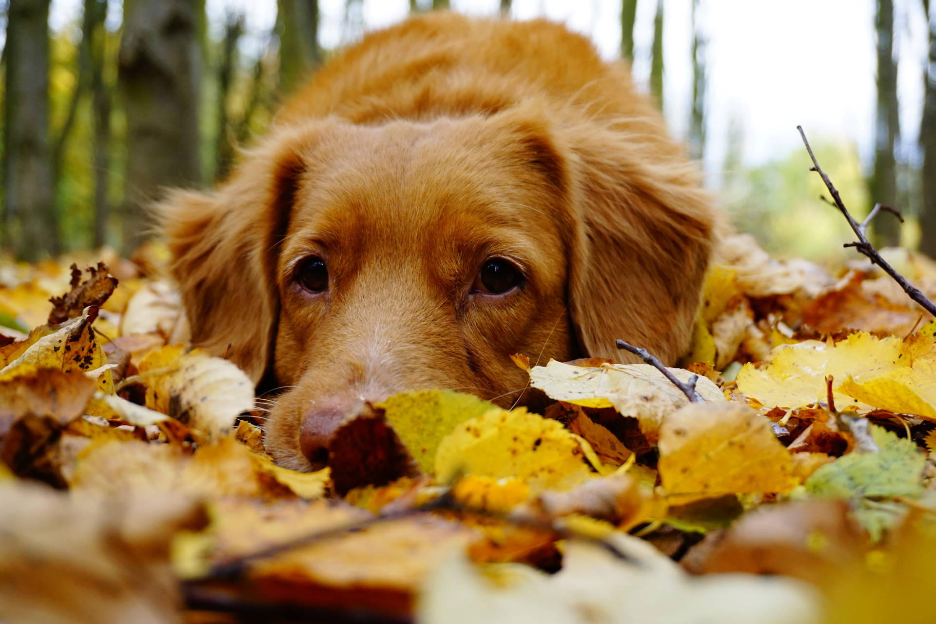 Download A dog enjoys the crisp autumn air. Wallpaper