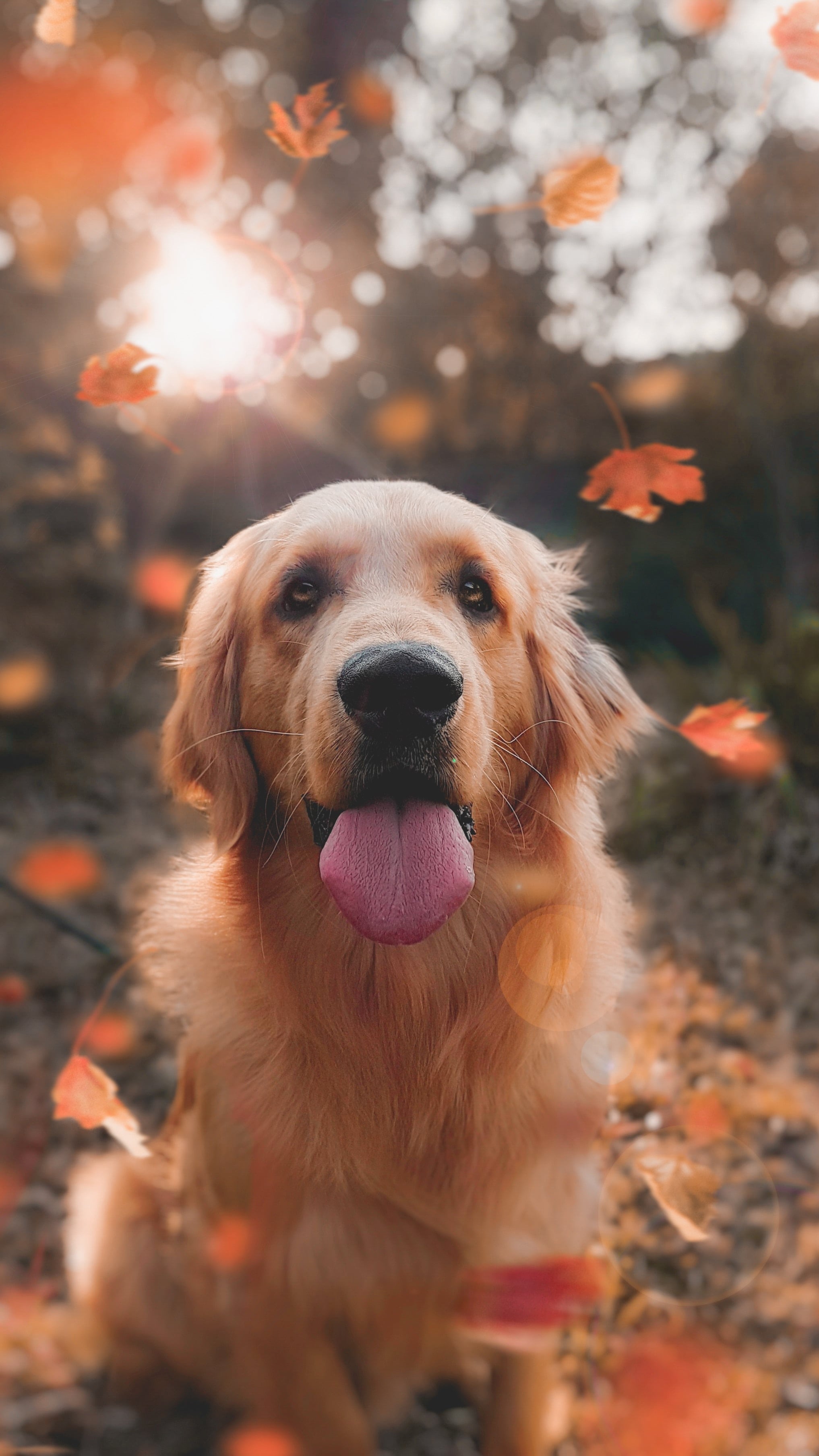 Cute Photo of Dogs in the Fall